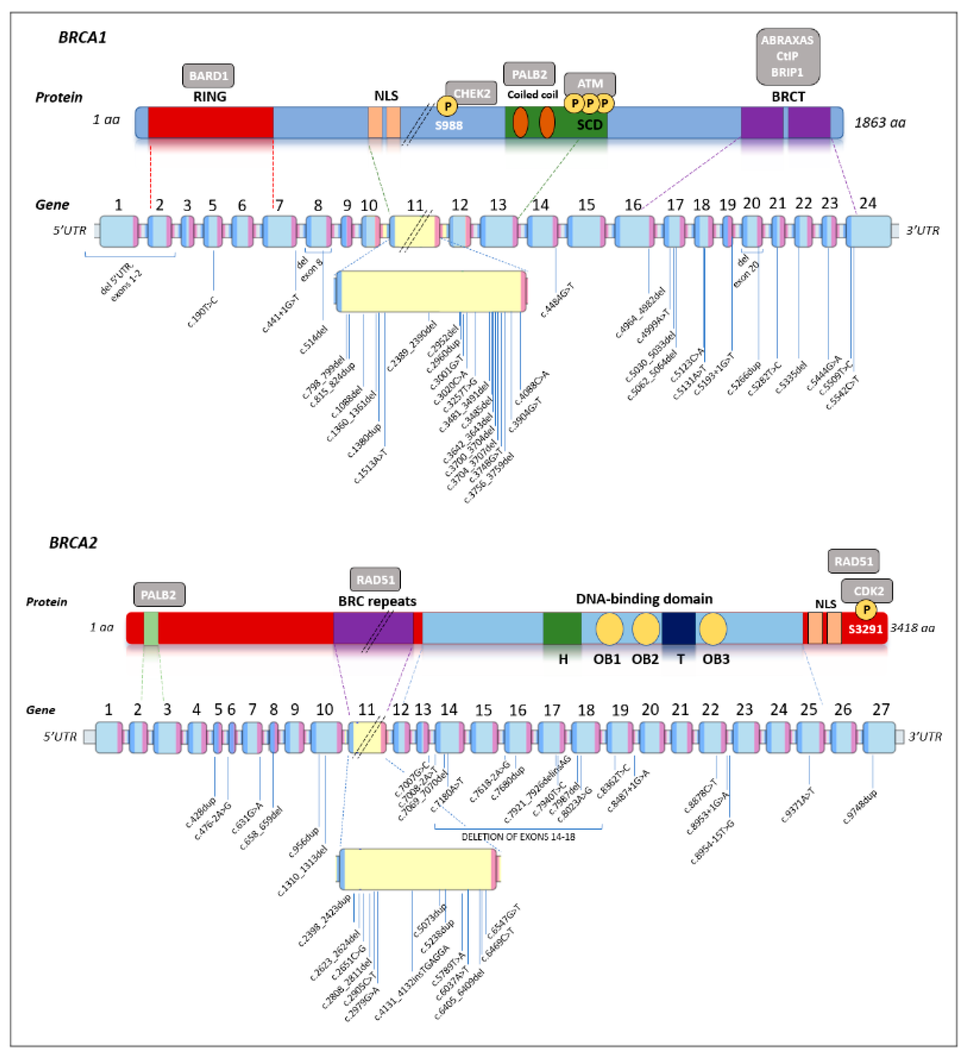 Cancers 17 01419 g002