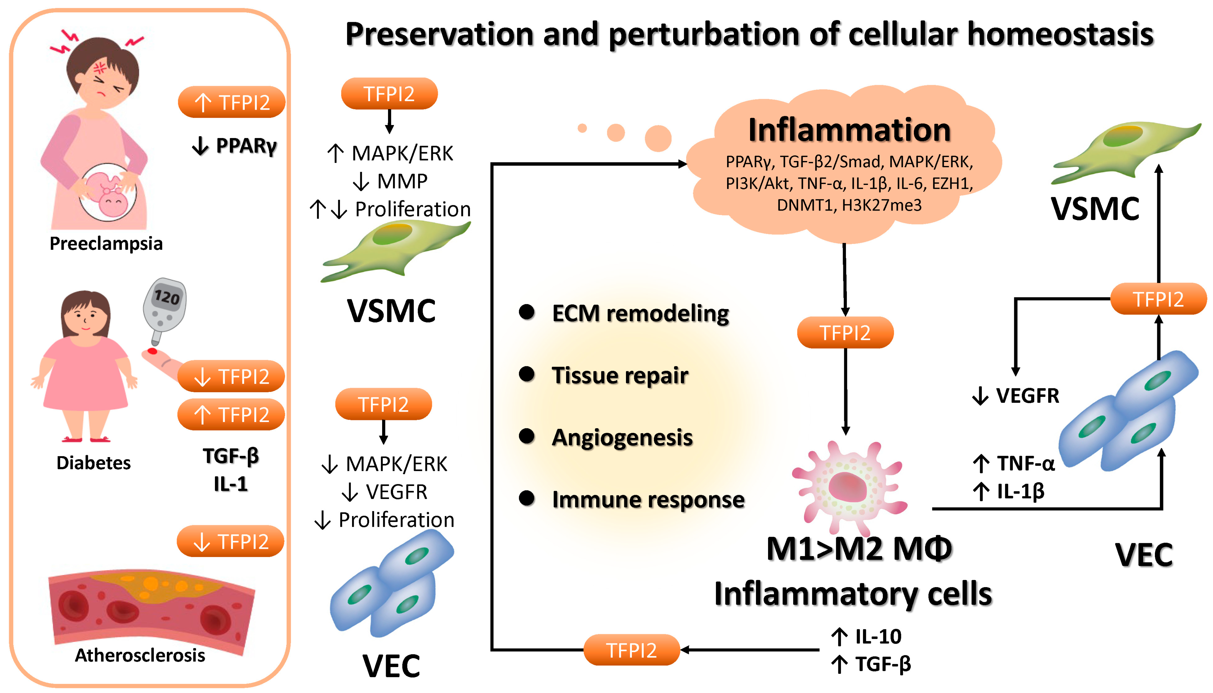 Cancers 17 01447 g005 Cancers 17 01447 g005