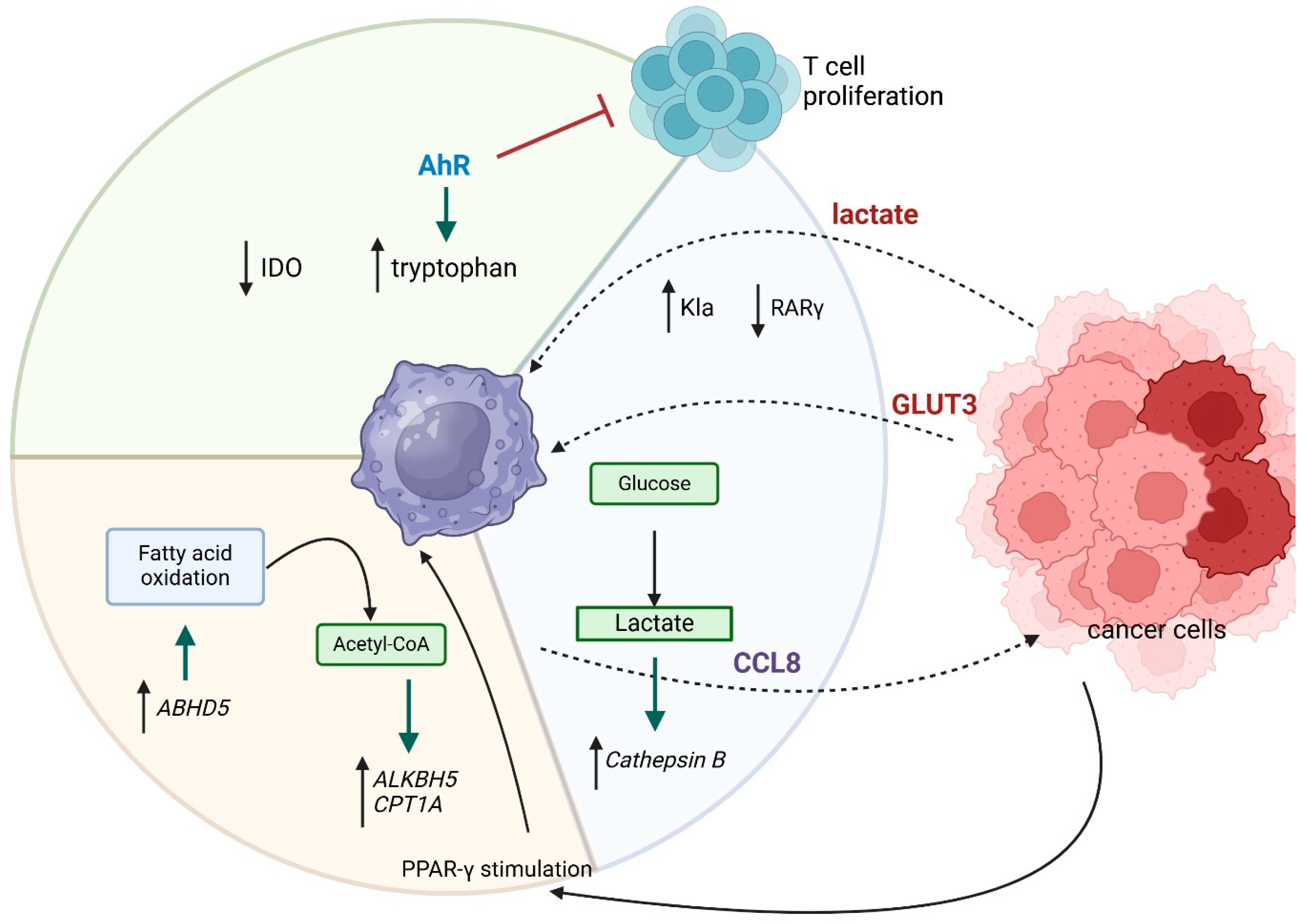 Cancers 17 01467 g001