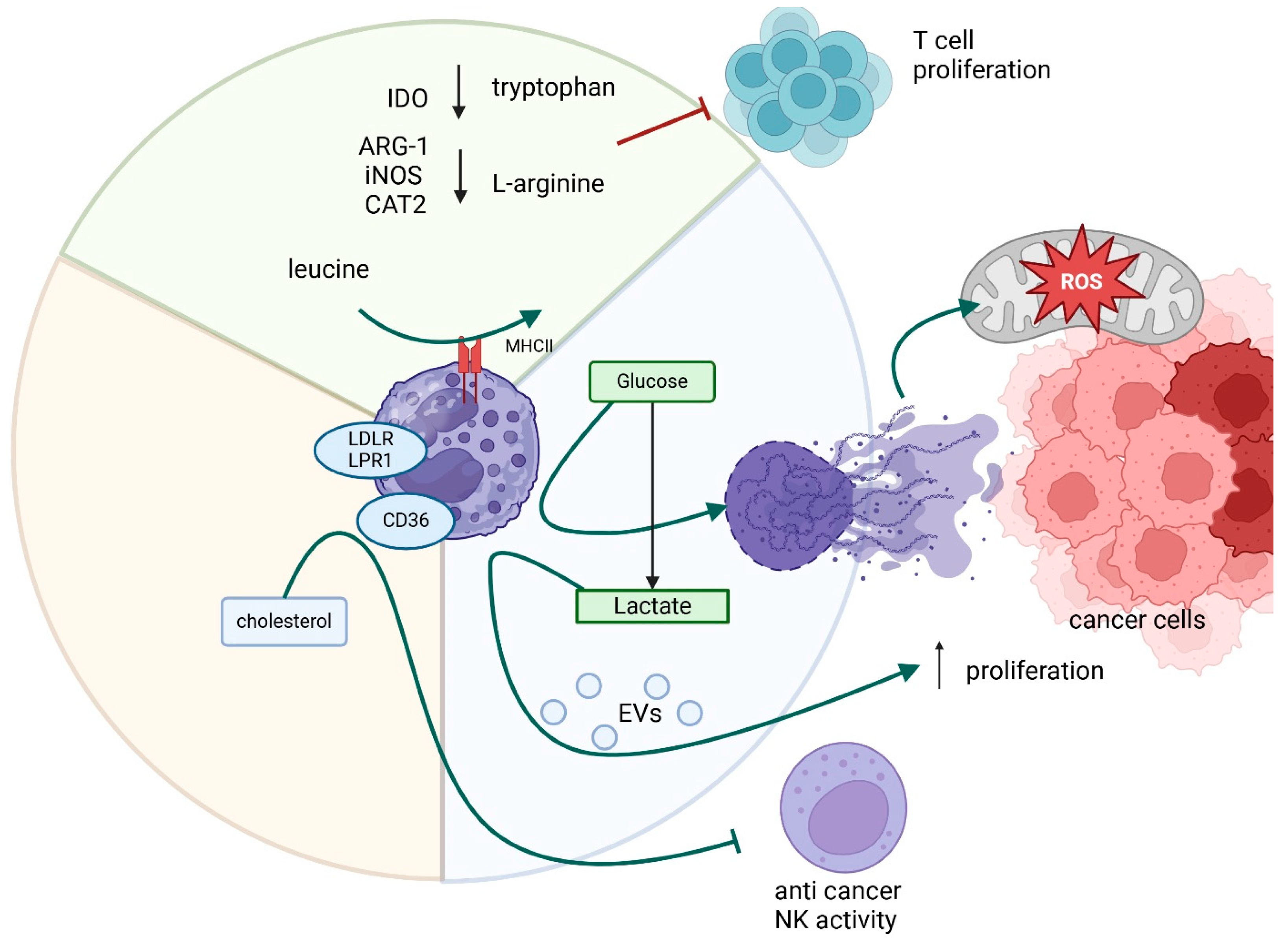 Cancers 17 01467 g002