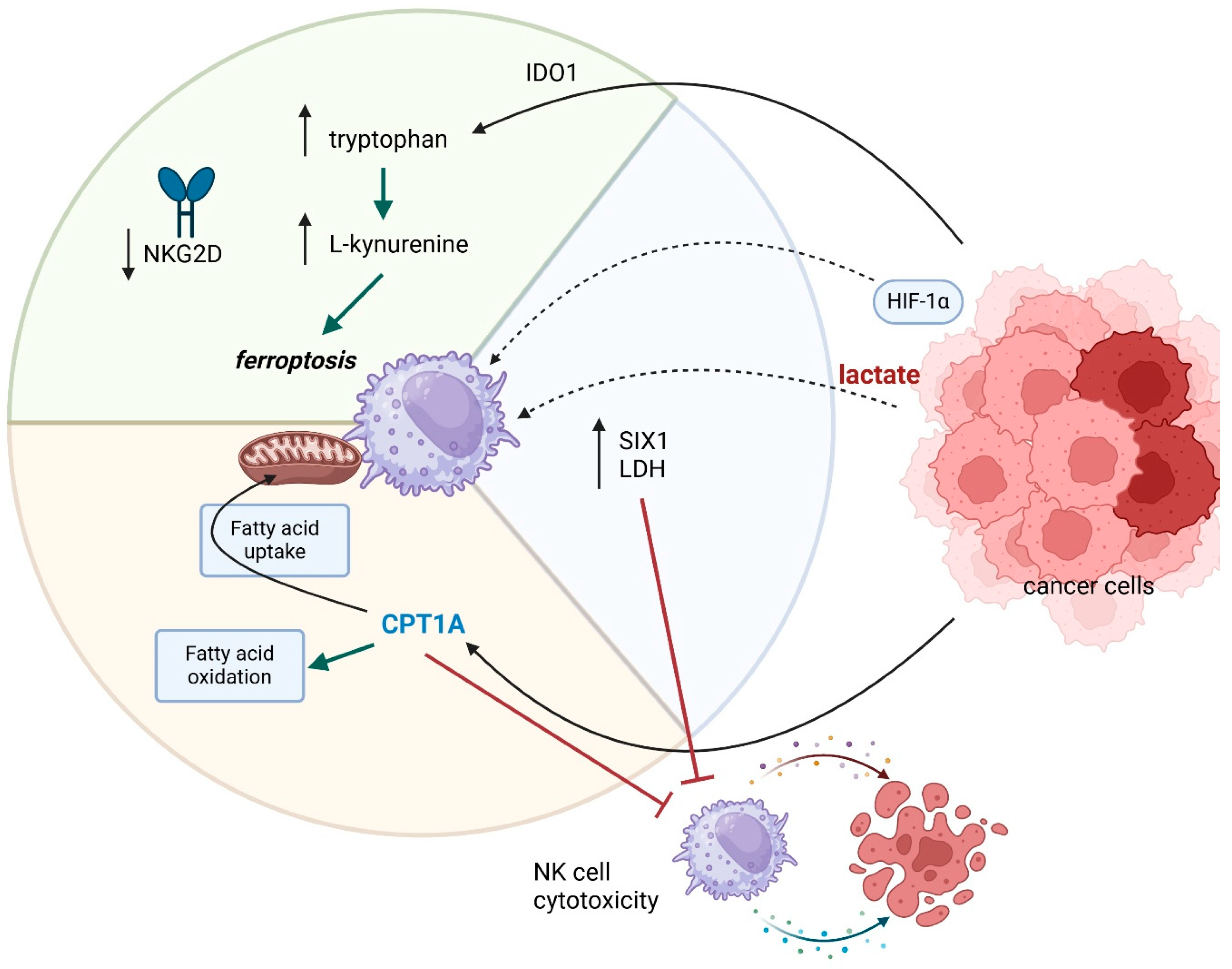 Cancers 17 01467 g004