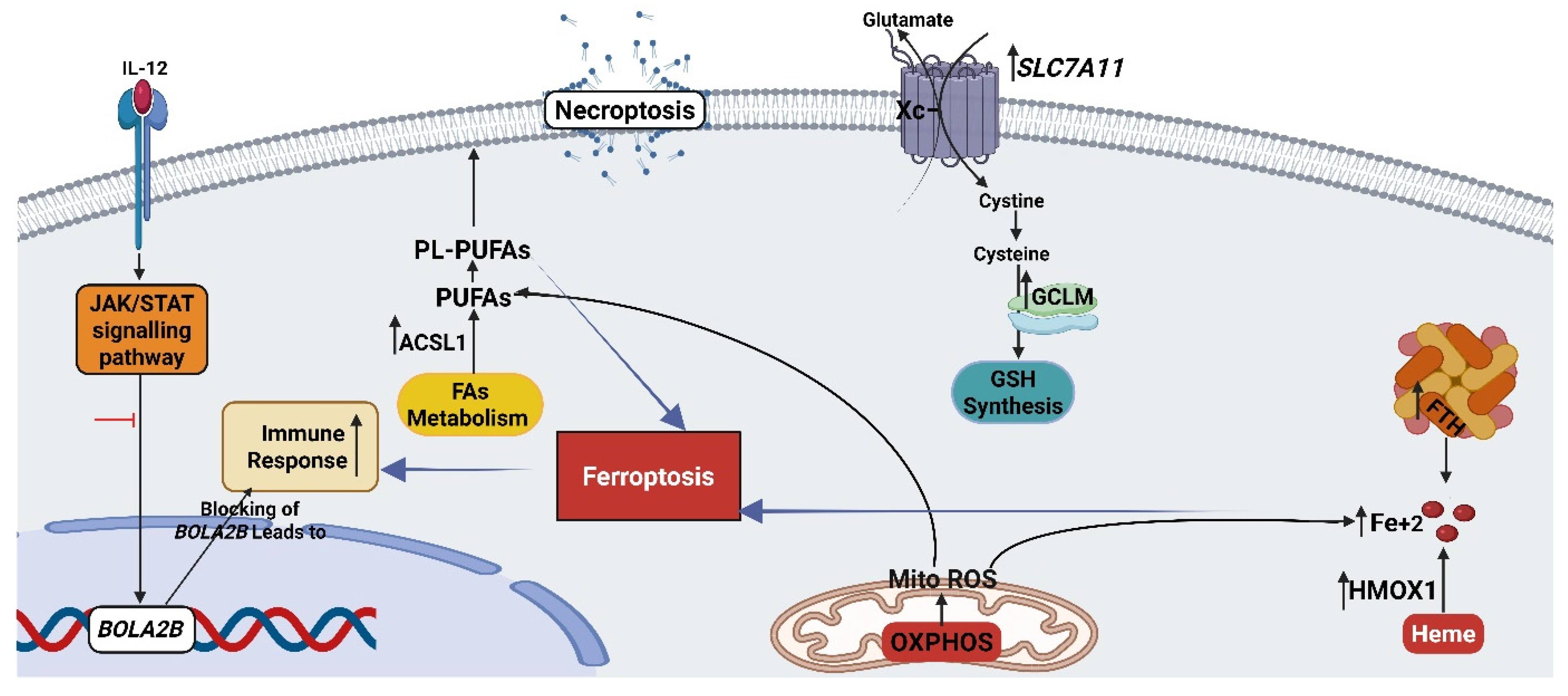 Cancers 17 01470 g006 Cancers 17 01470 g006