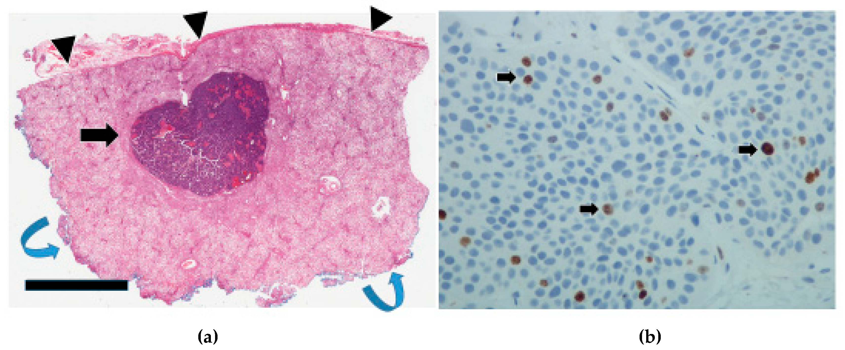 Cancers 17 01486 g009 Cancers 17 01486 g009