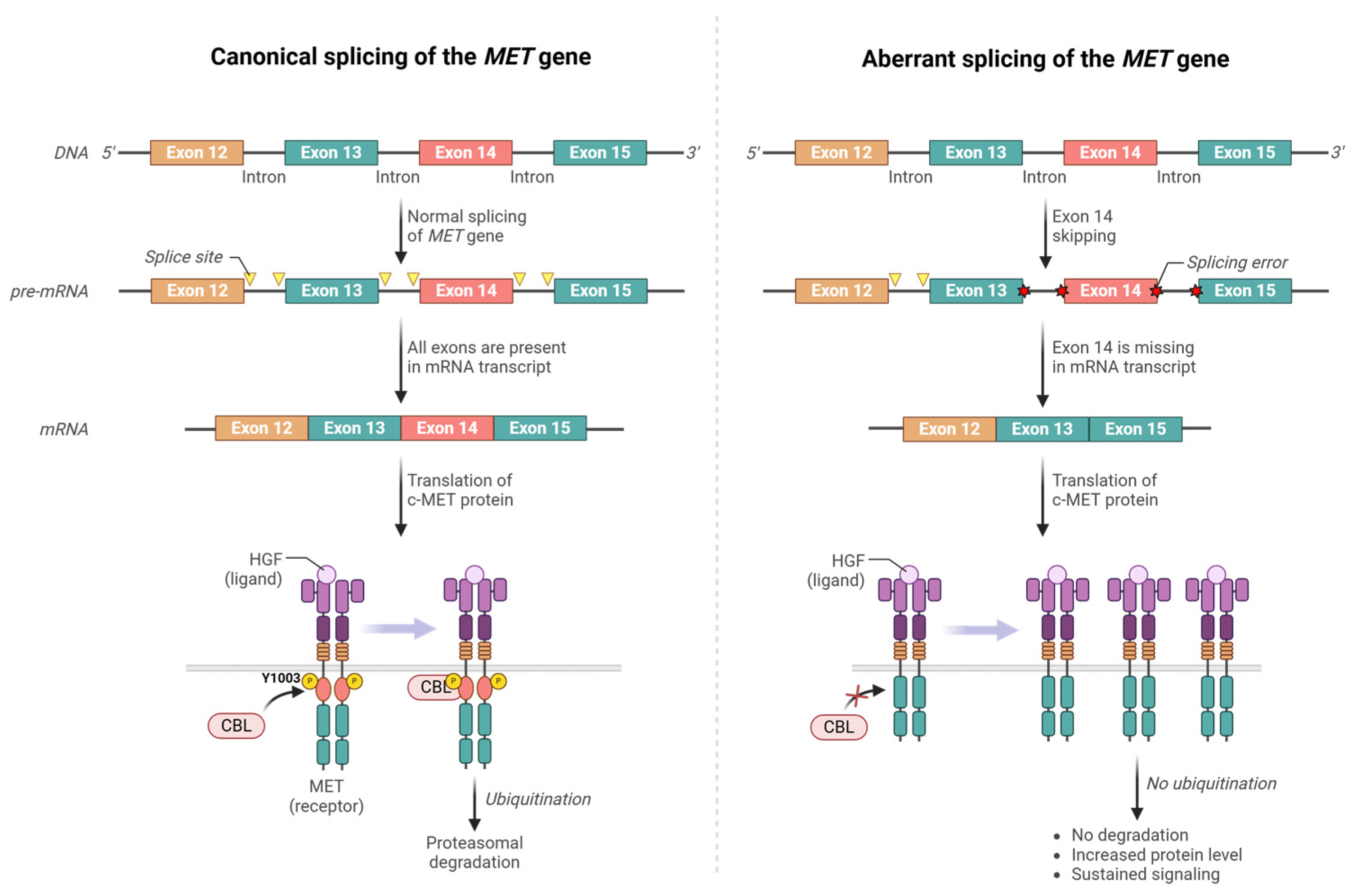 Cancers 17 01493 g003