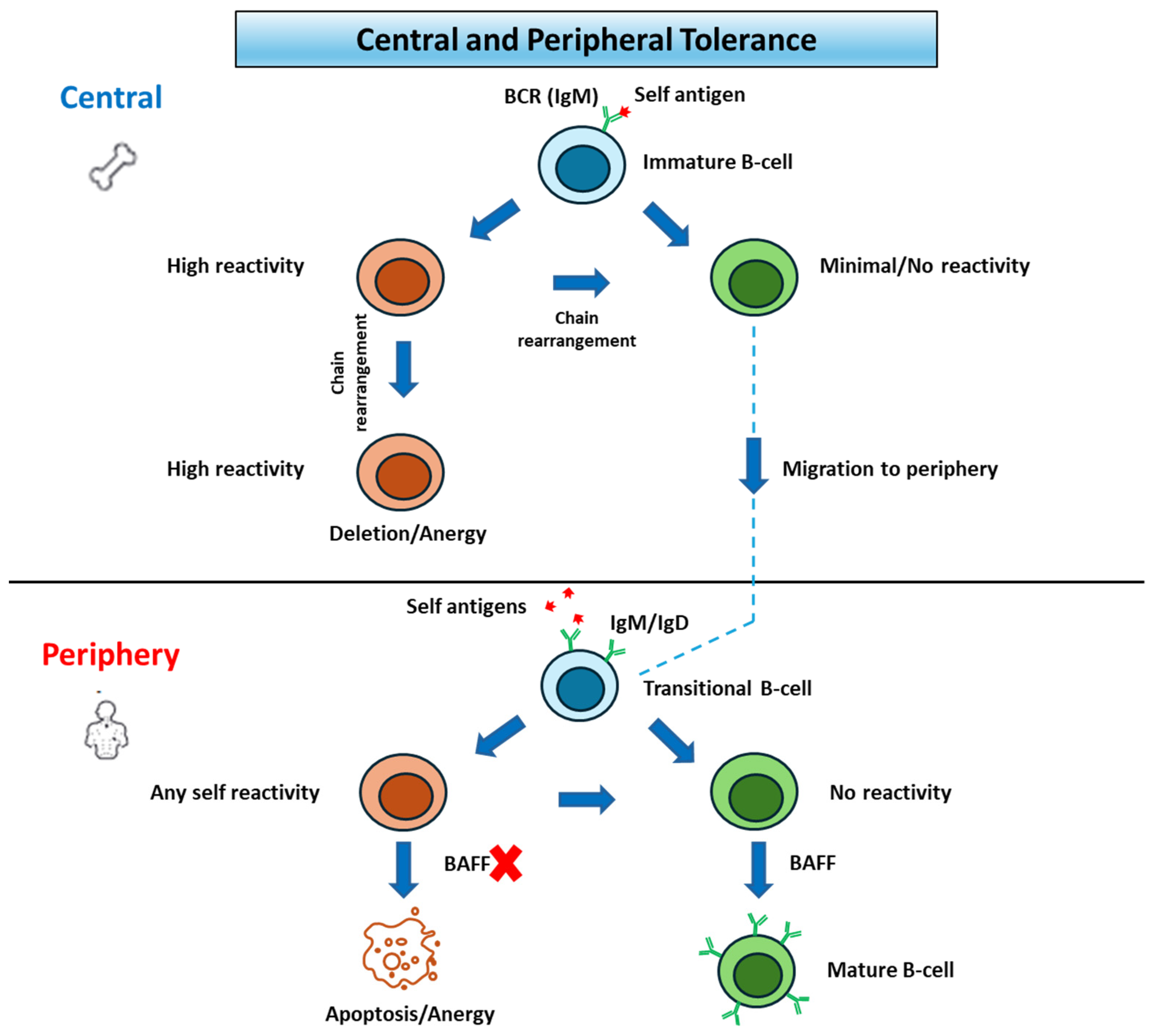 Cancers 17 01537 g001