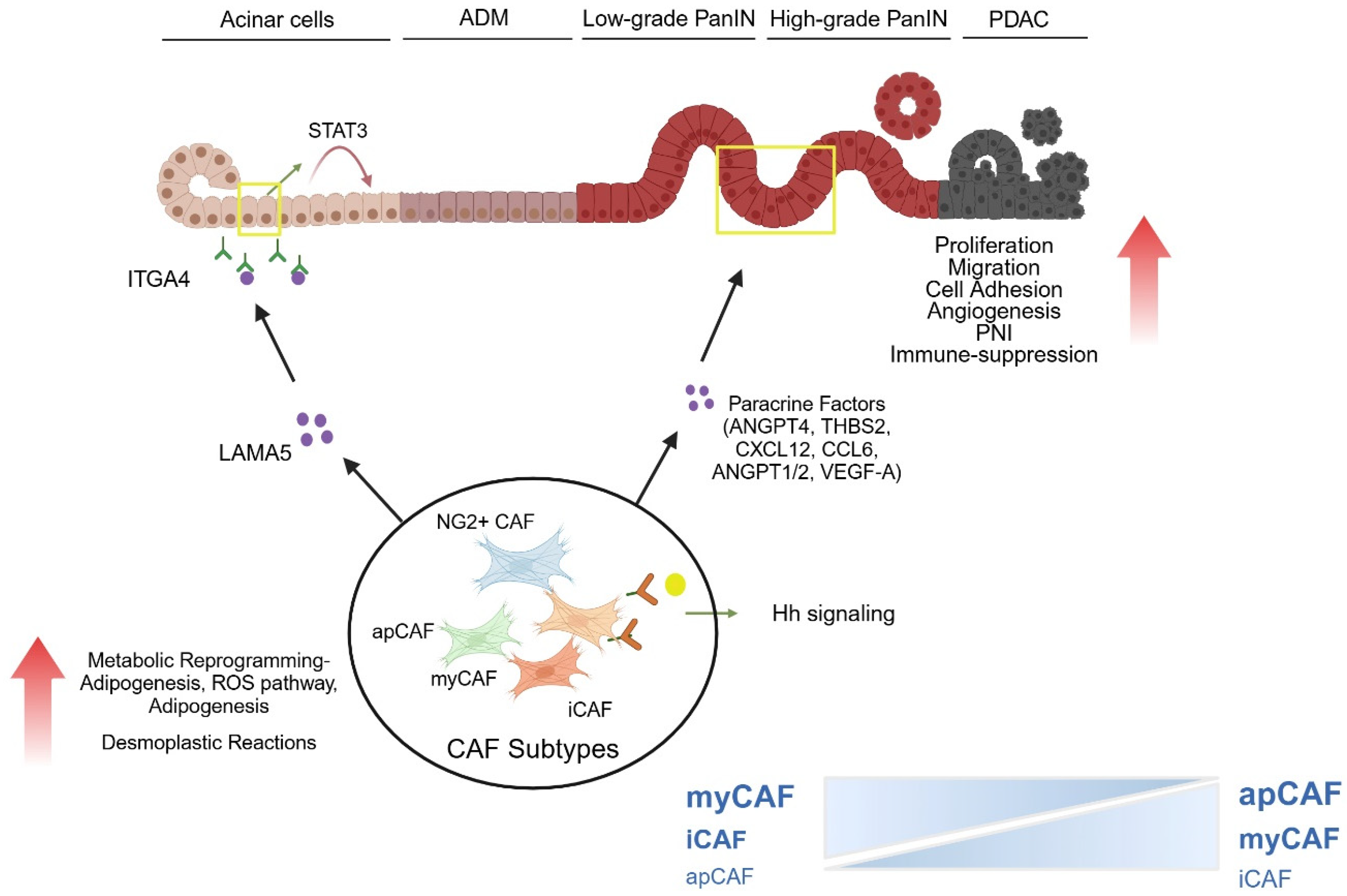 Cancers 17 01541 g004