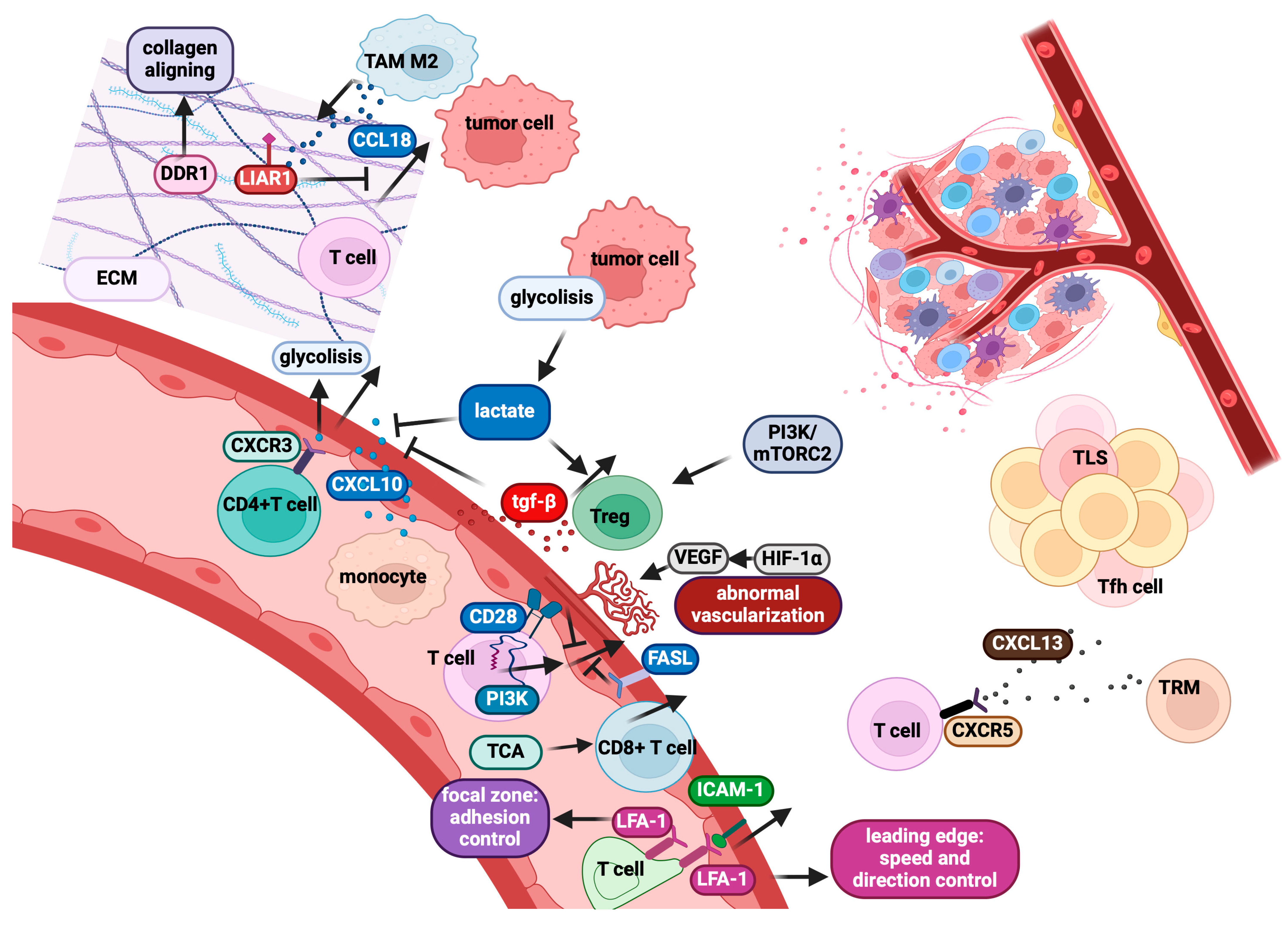 Cancers 17 01547 g004
