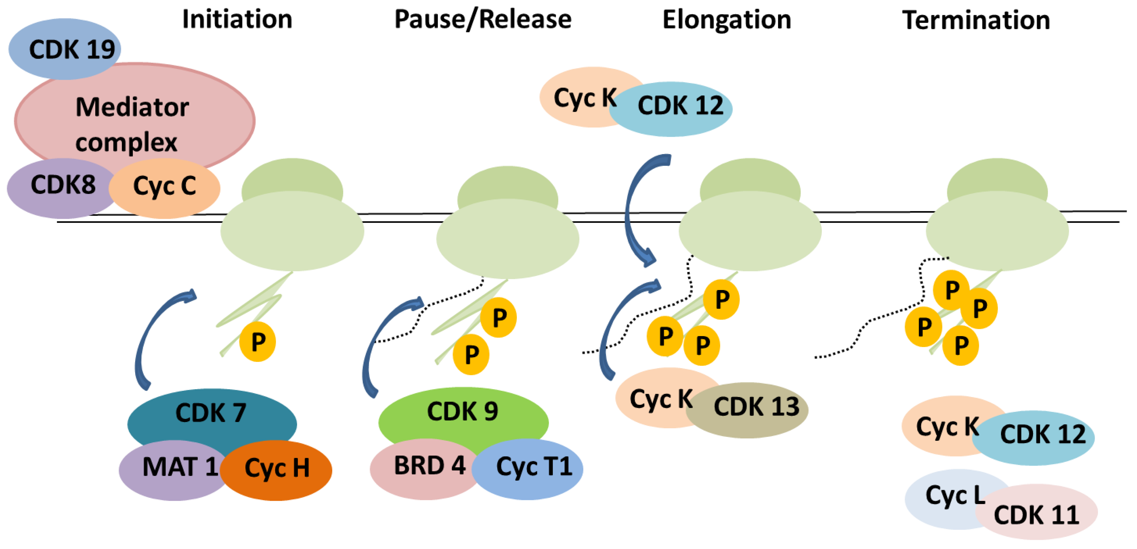 Cancers 17 01554 g004