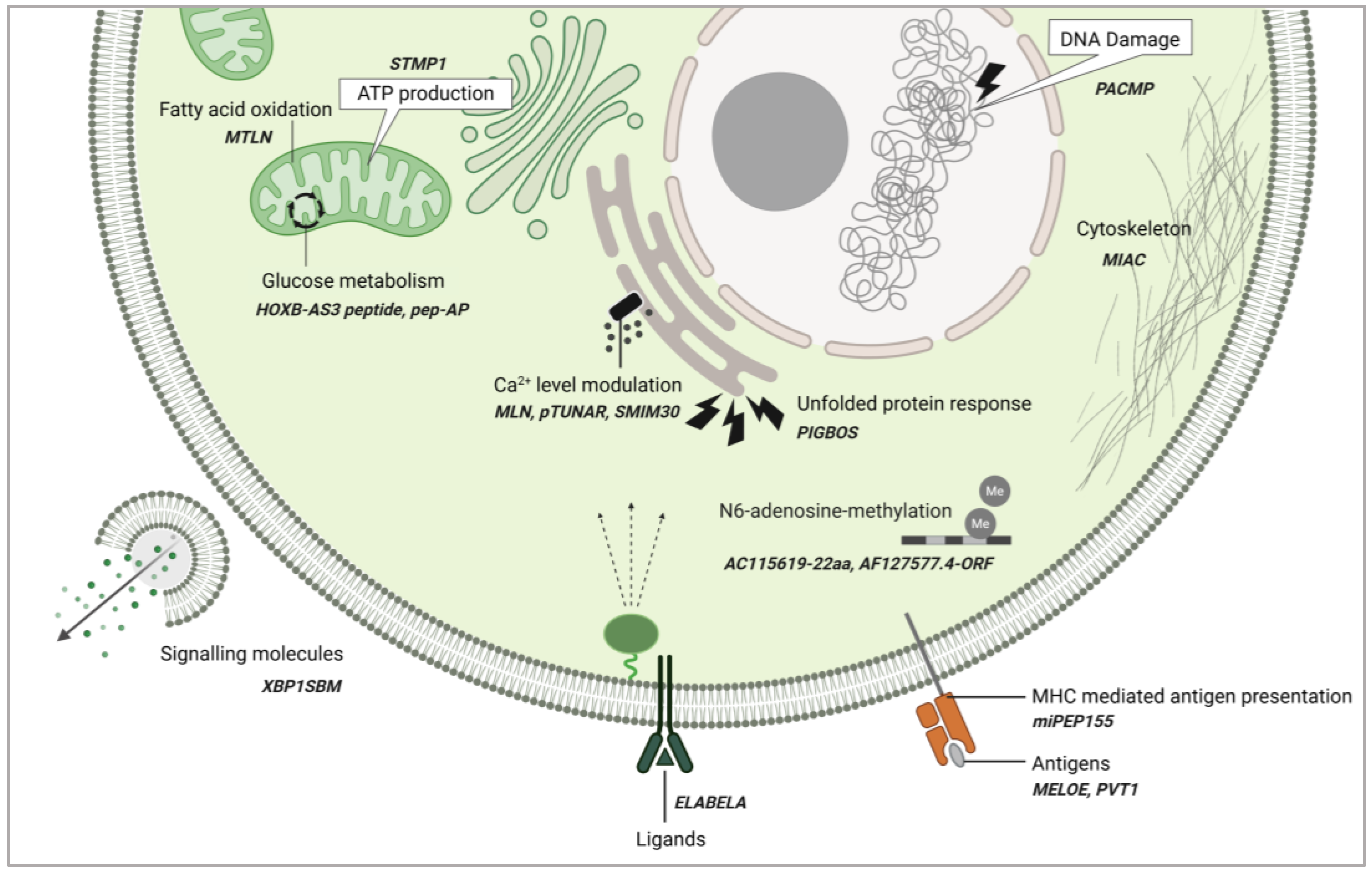 Cancers 17 01555 g004