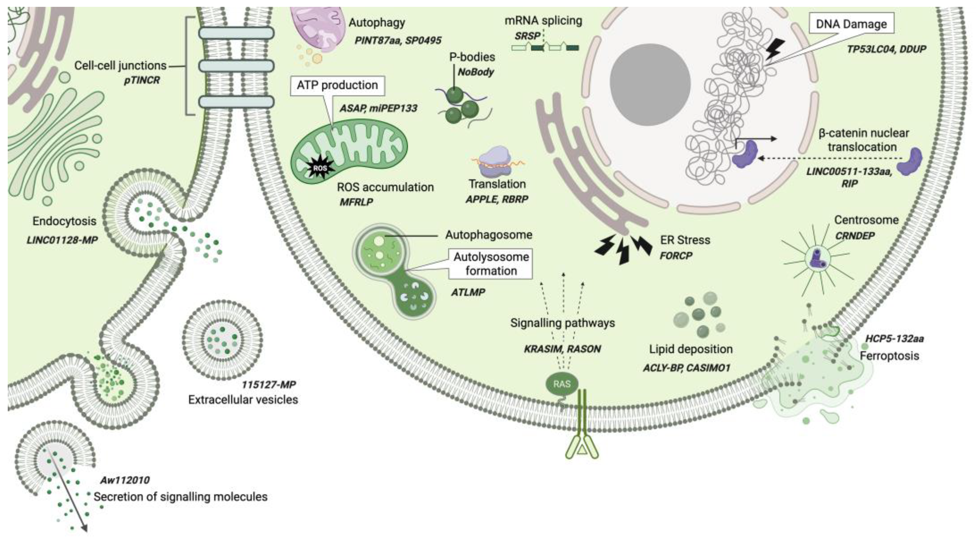 Cancers 17 01555 g005