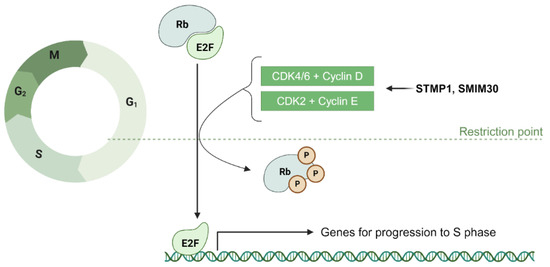 サポートポイント LncRNA-encoded peptides in cancer | Journal of Hematology