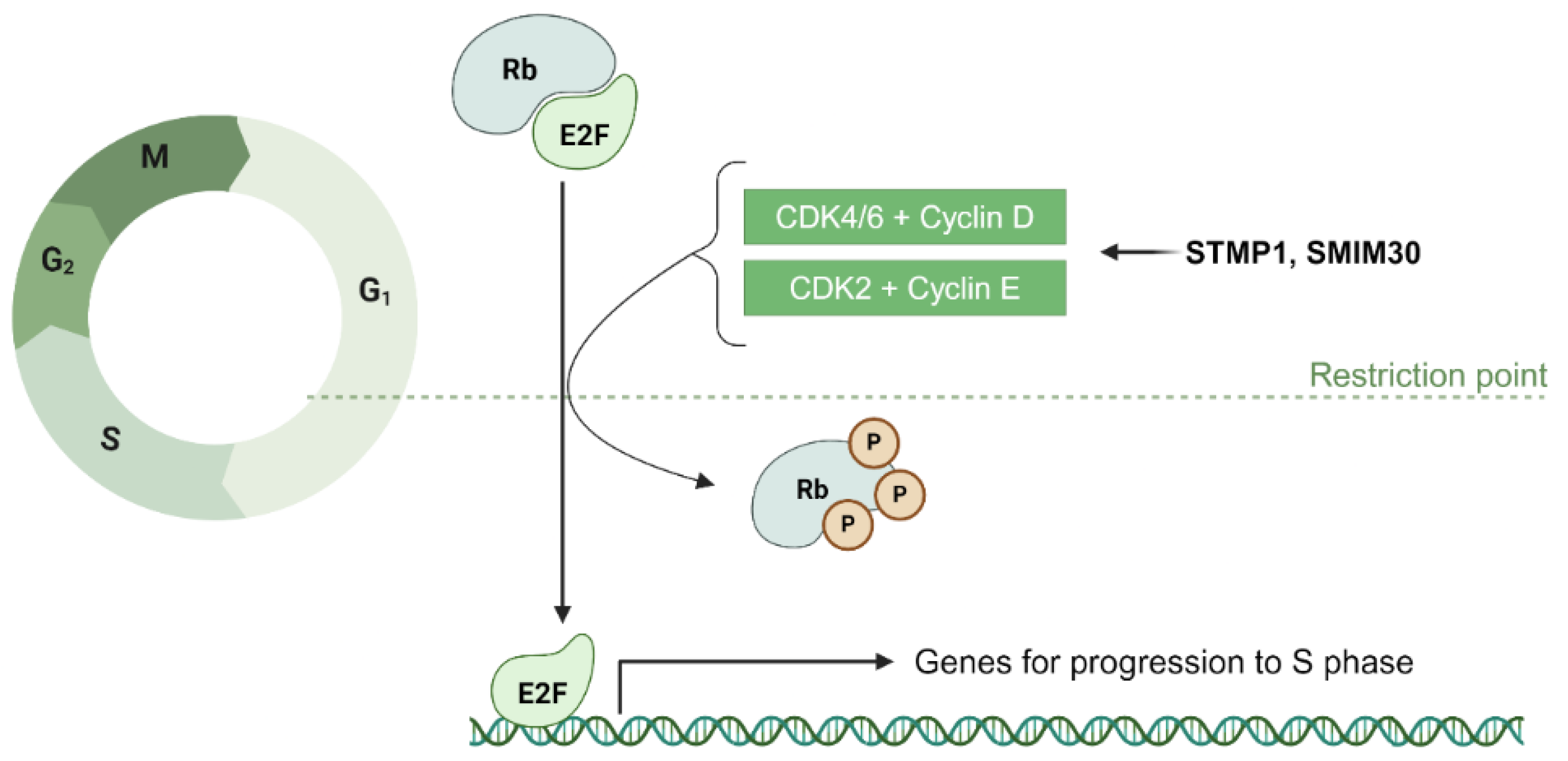 Cancers 17 01555 g007