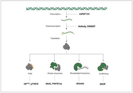 Beyond the Transcript: Translating Non-Coding RNAs and Their