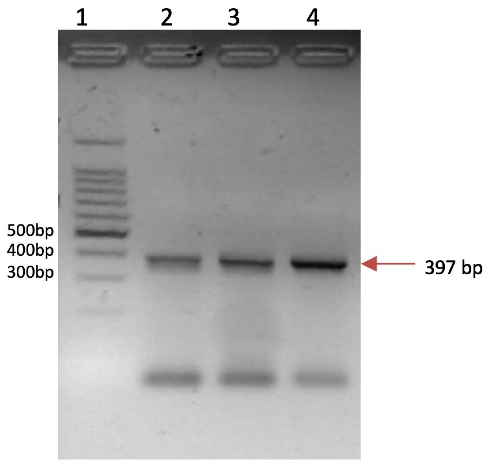 Cancers 17 01558 g001