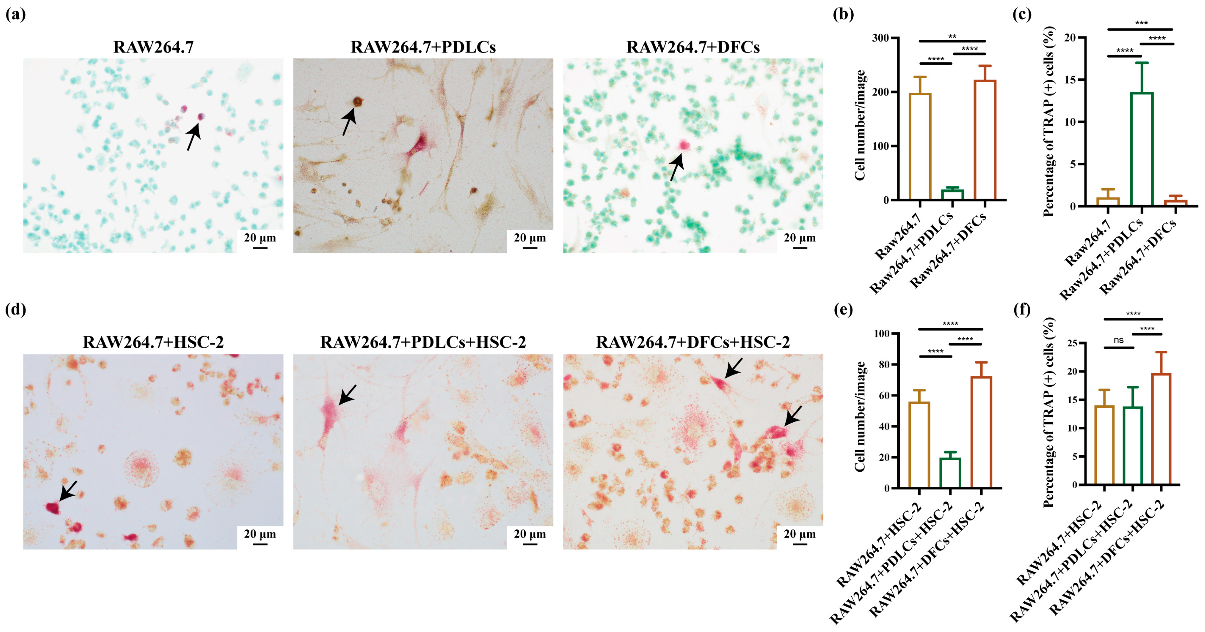 Cancers 17 01559 g002