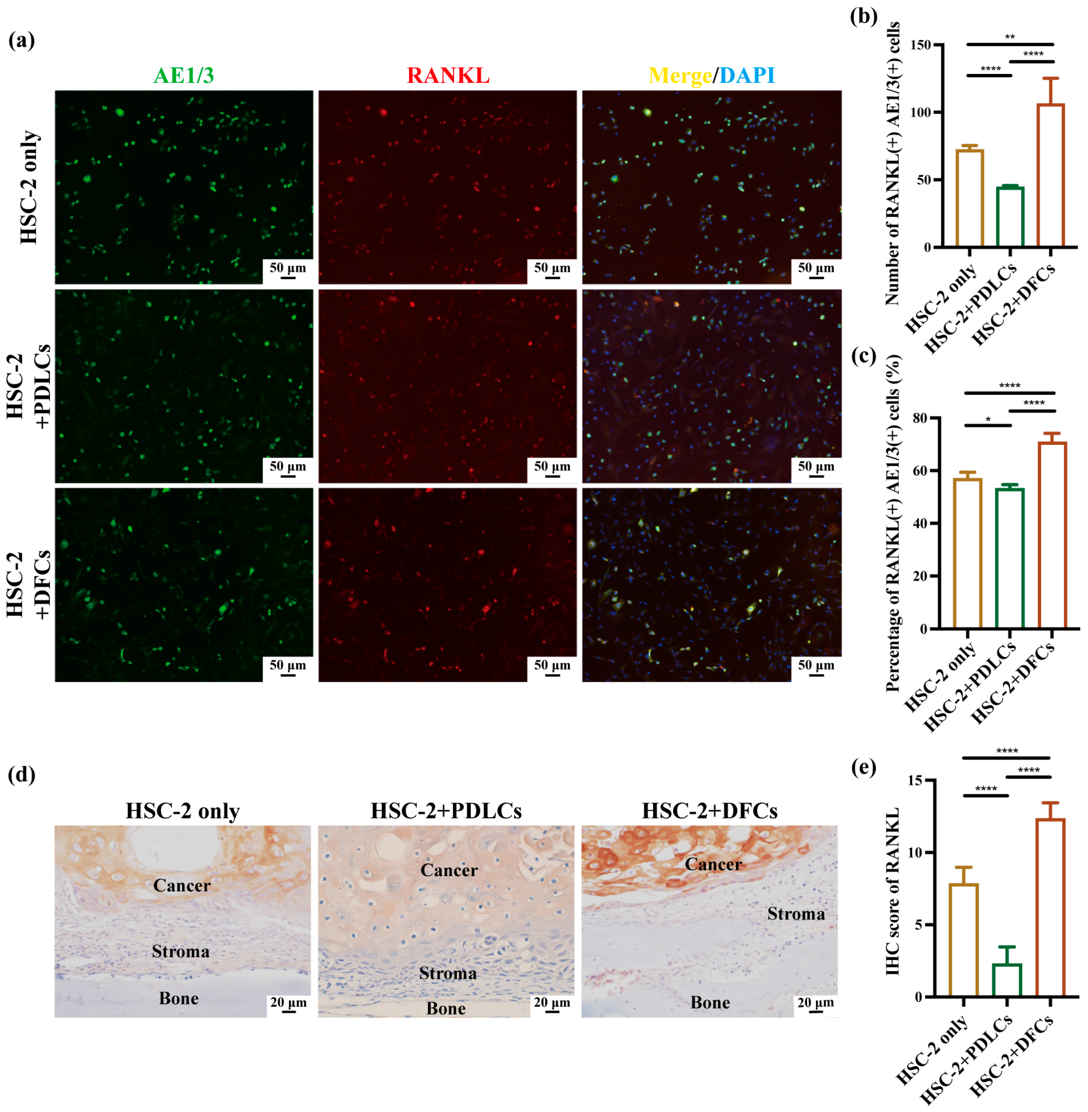 Cancers 17 01559 g004