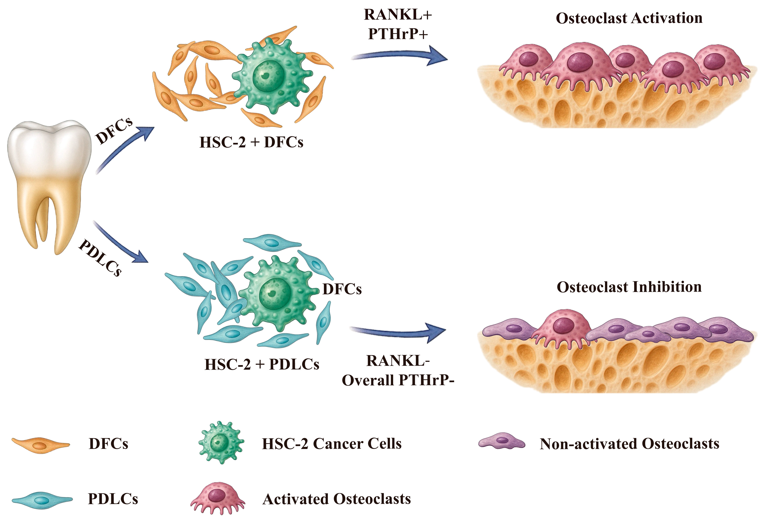 Cancers 17 01559 g006