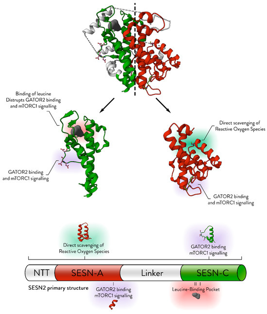 Sestrins in Carcinogenesis—The Firefighters That Sometimes