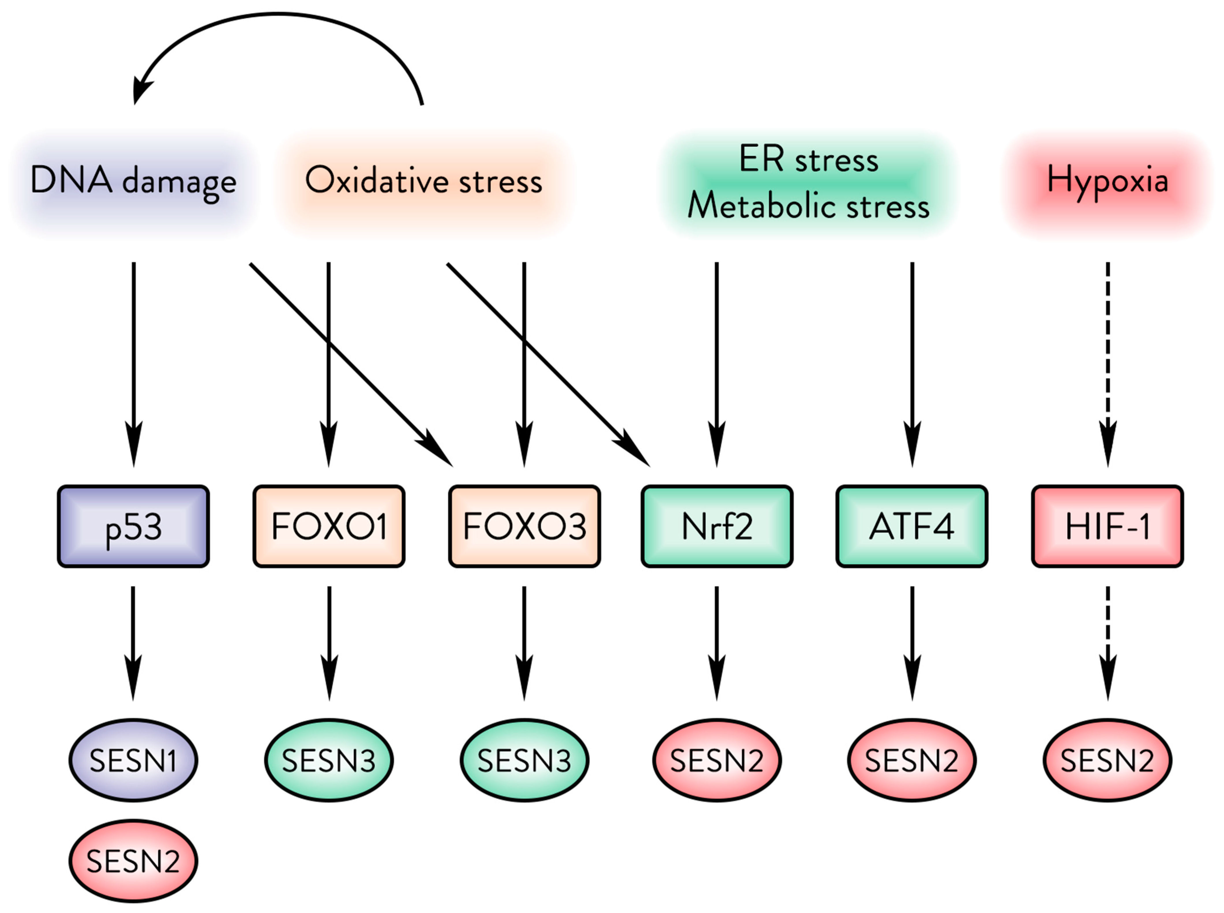 Cancers 17 01578 g002