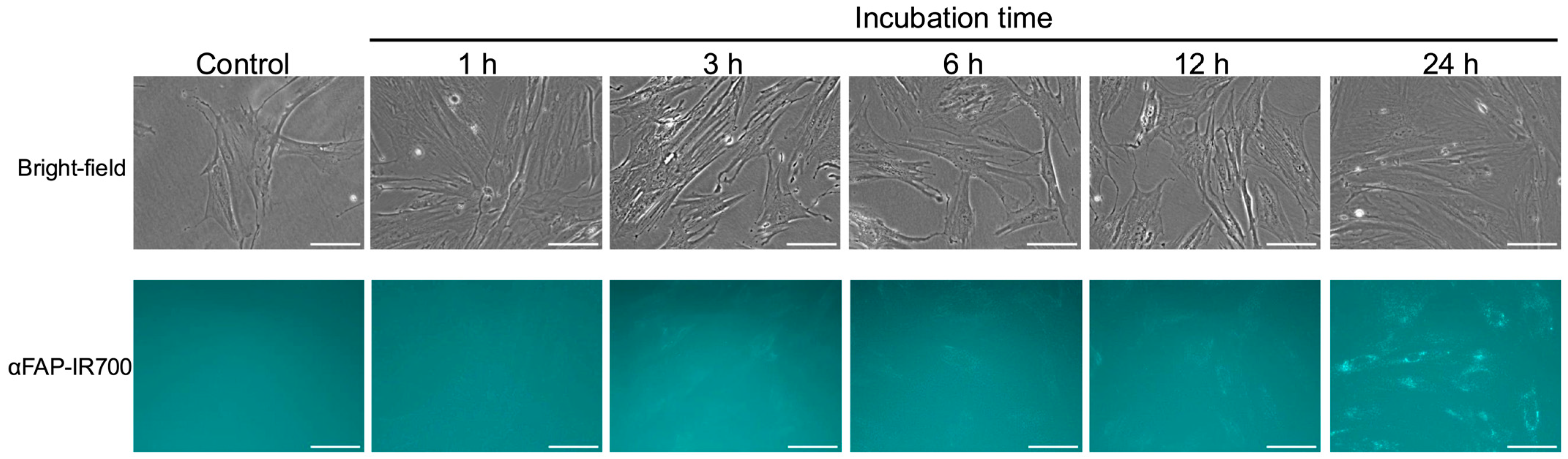 Cancers 17 01584 g002