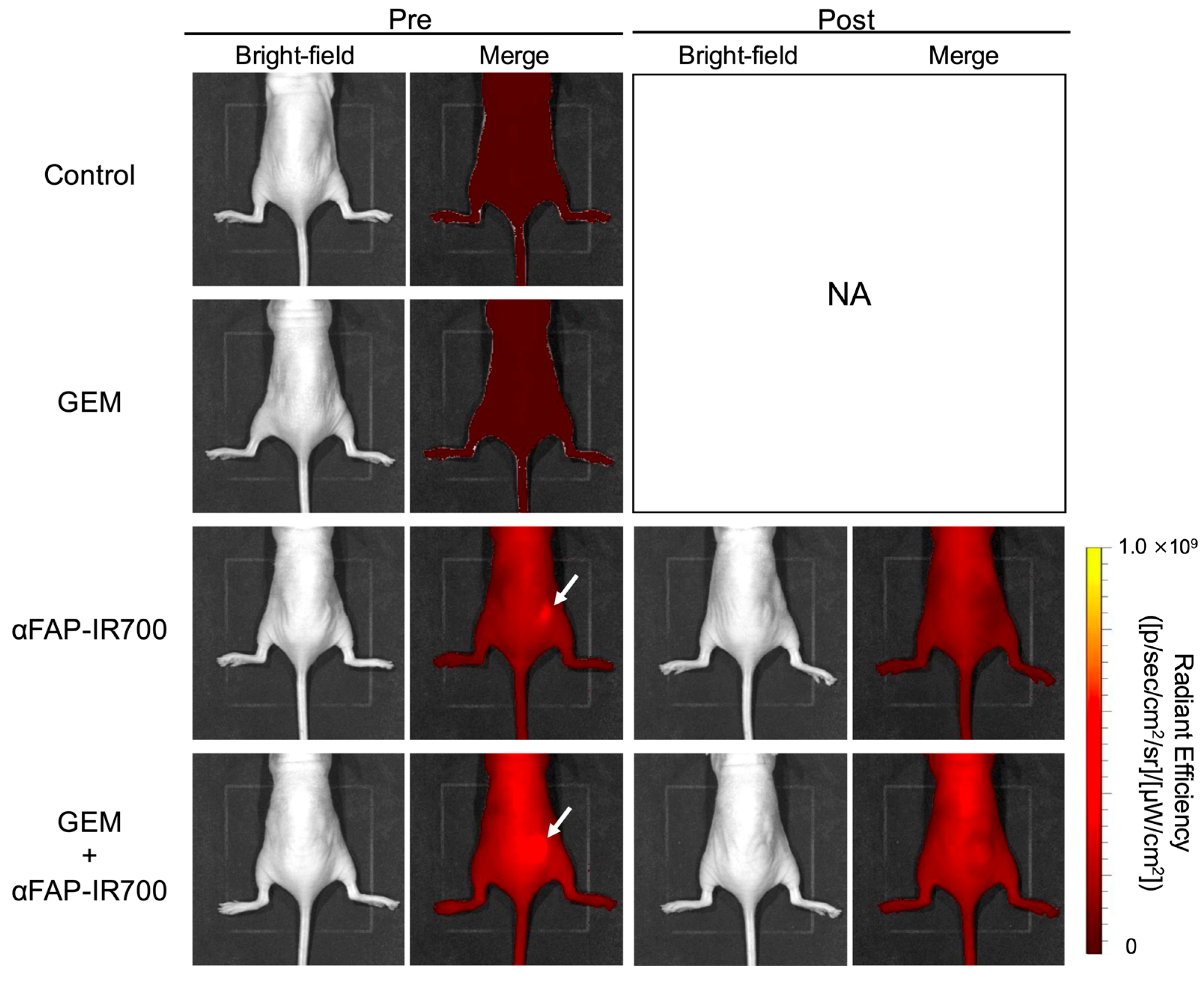 Cancers 17 01584 g007