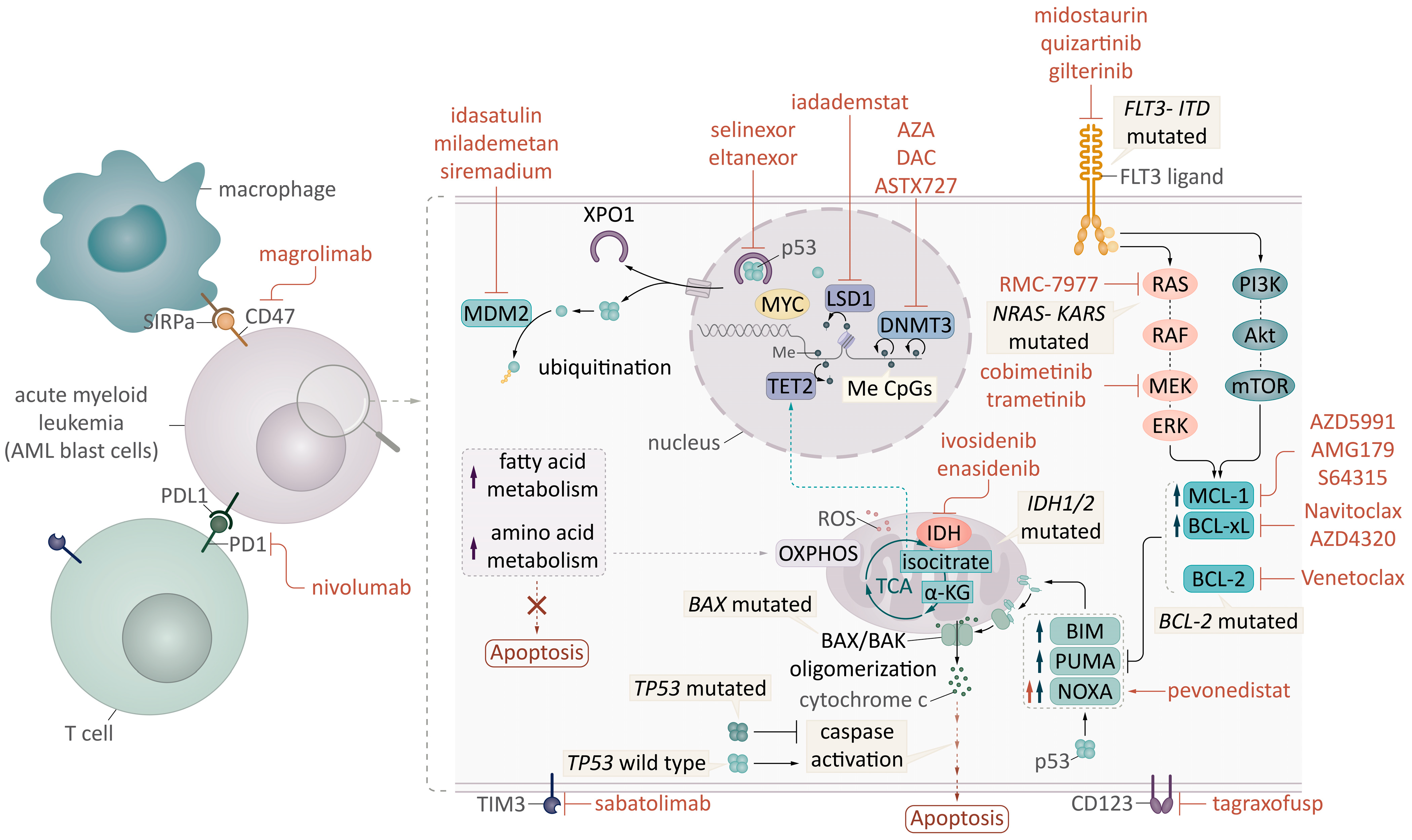 Cancers 17 01586 g001