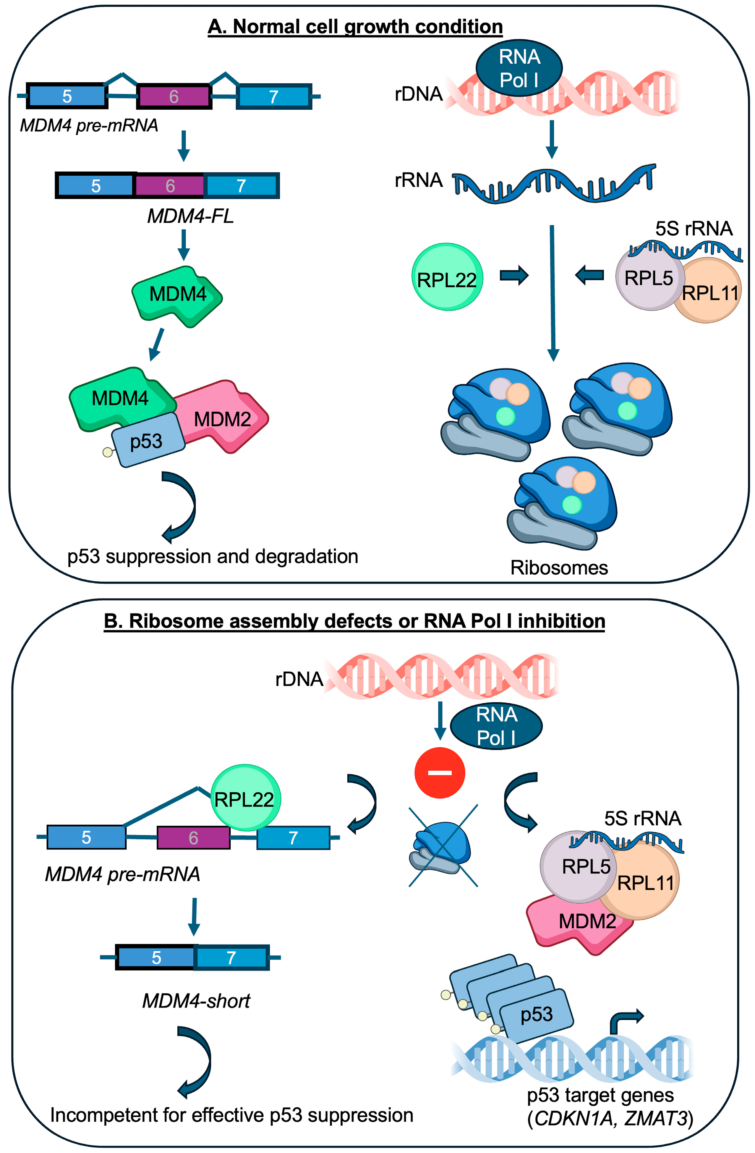 Cancers 17 01597 g001