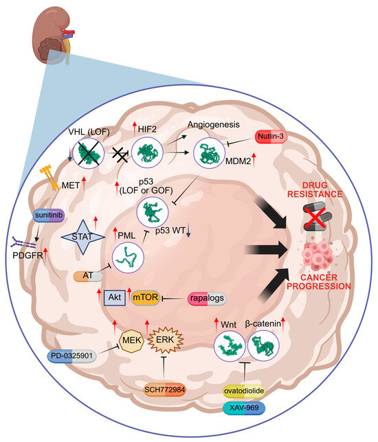 Molecular Mechanisms of Drug Resistance in Clear Cell Renal Cell Carcinoma