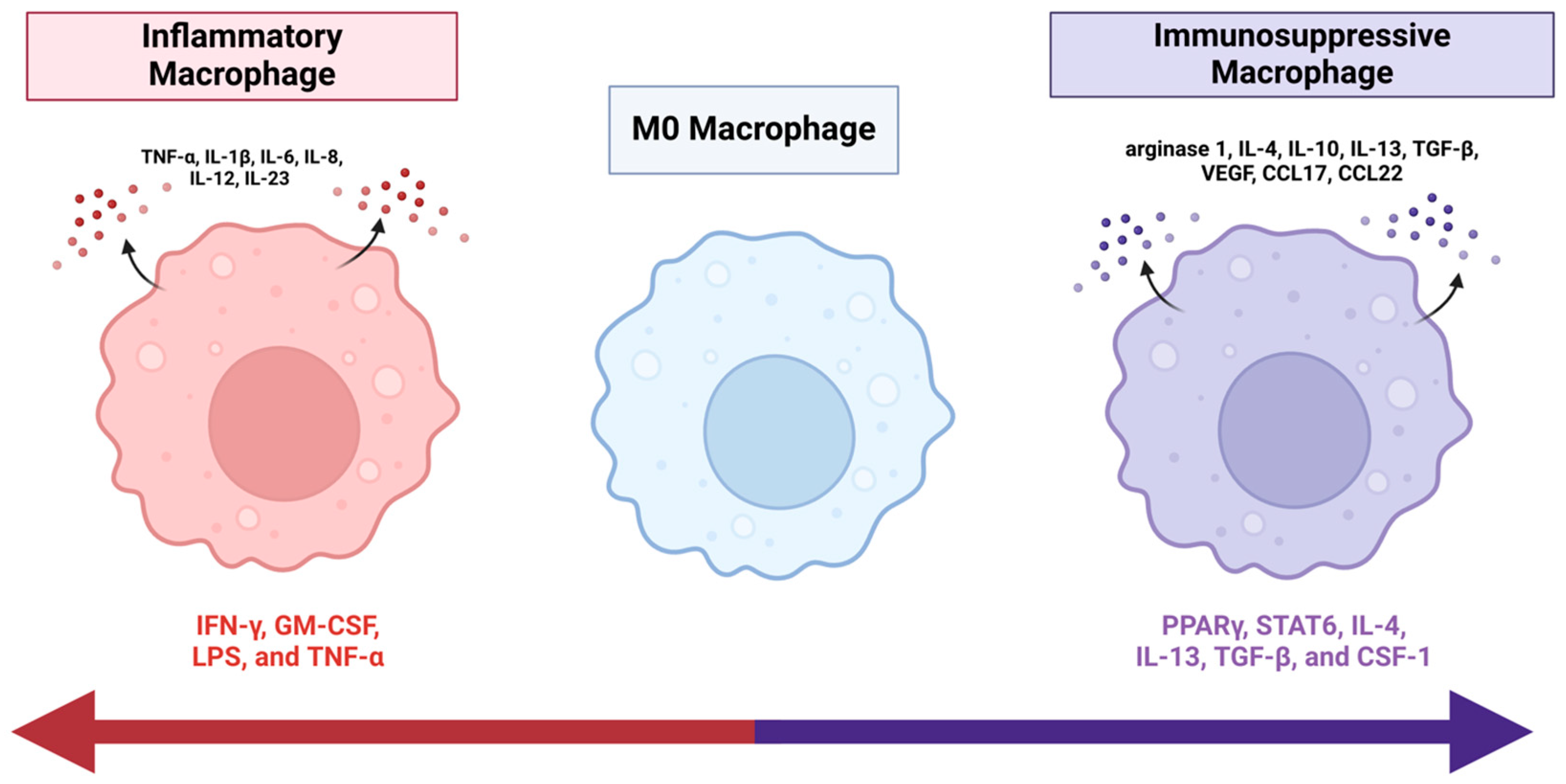 Cancers 17 01631 g001