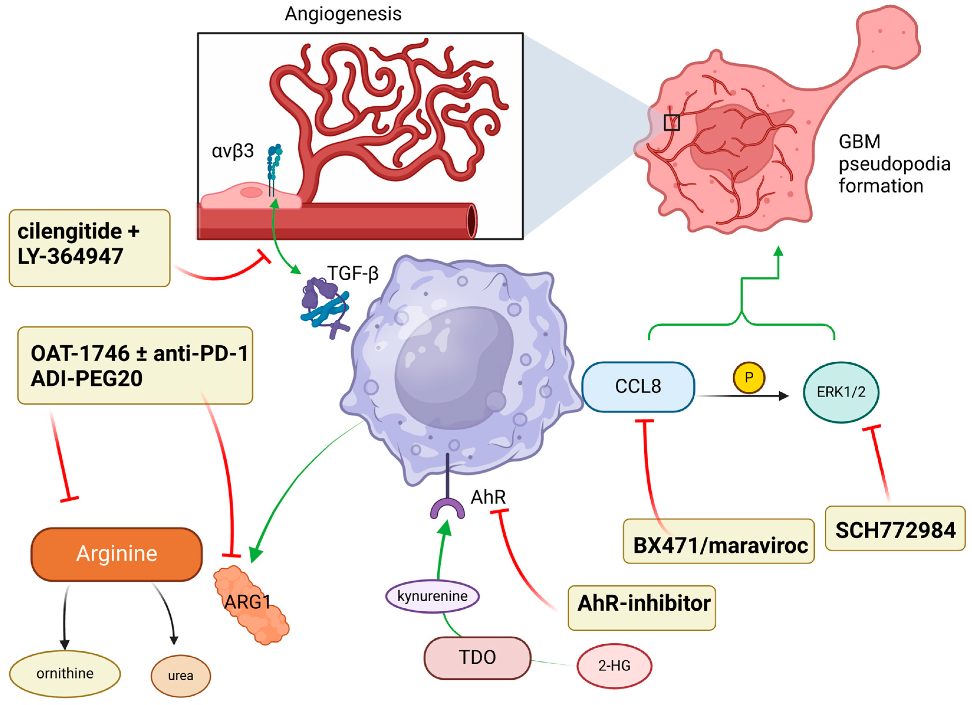 Cancers 17 01631 g004