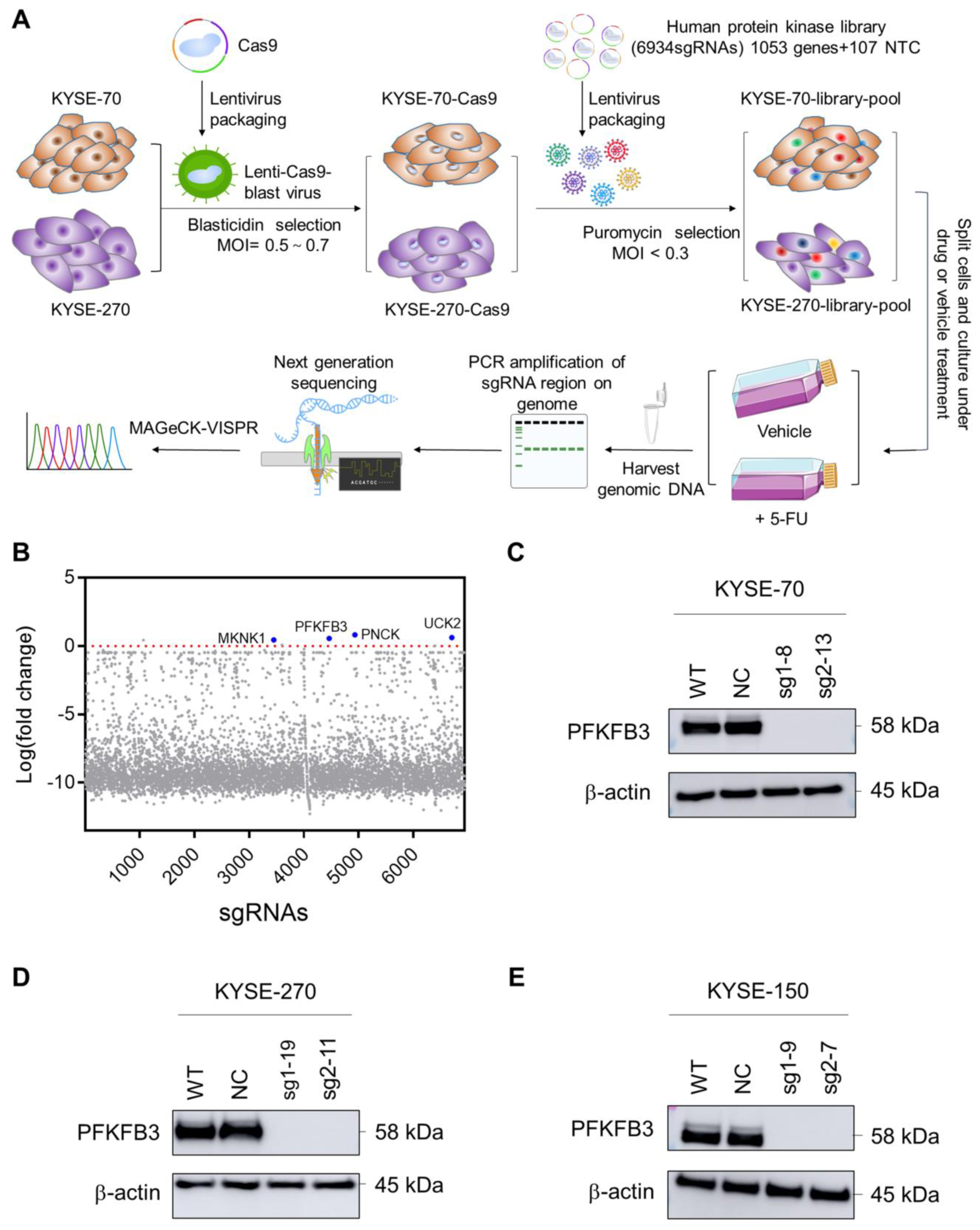 Cancers 17 01637 g001