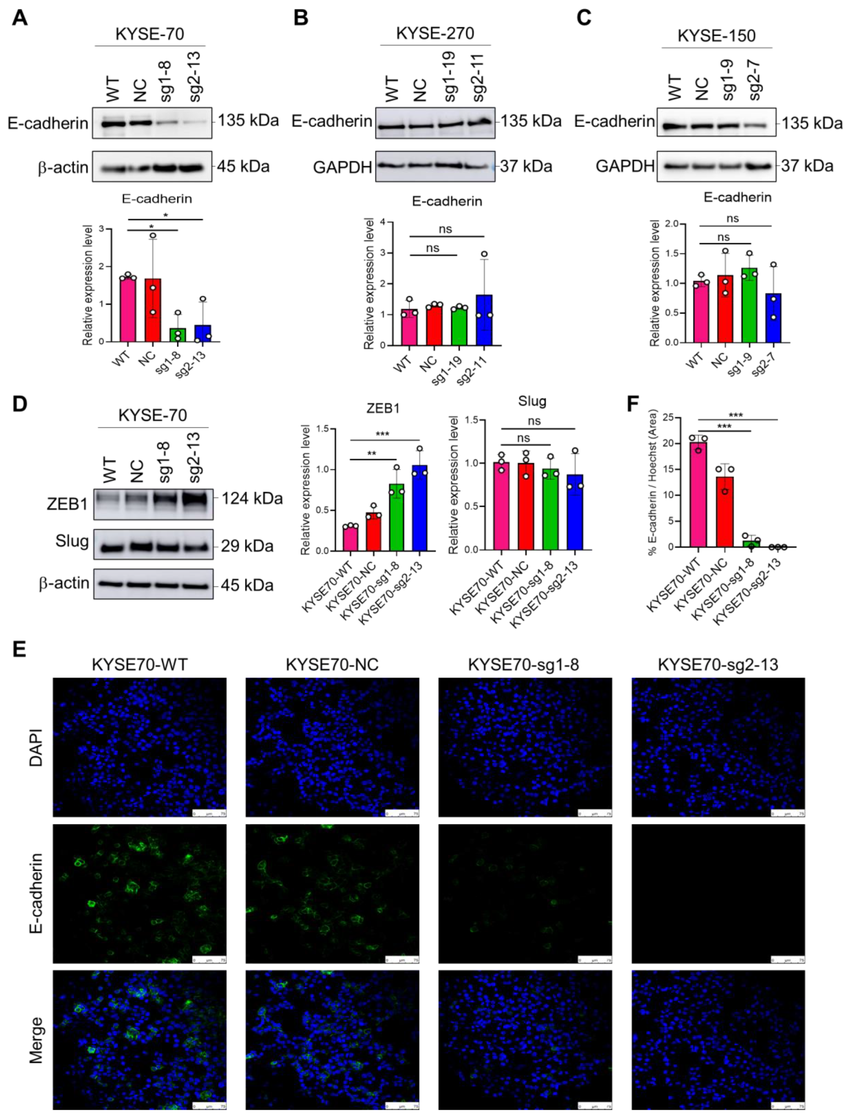 Cancers 17 01637 g004