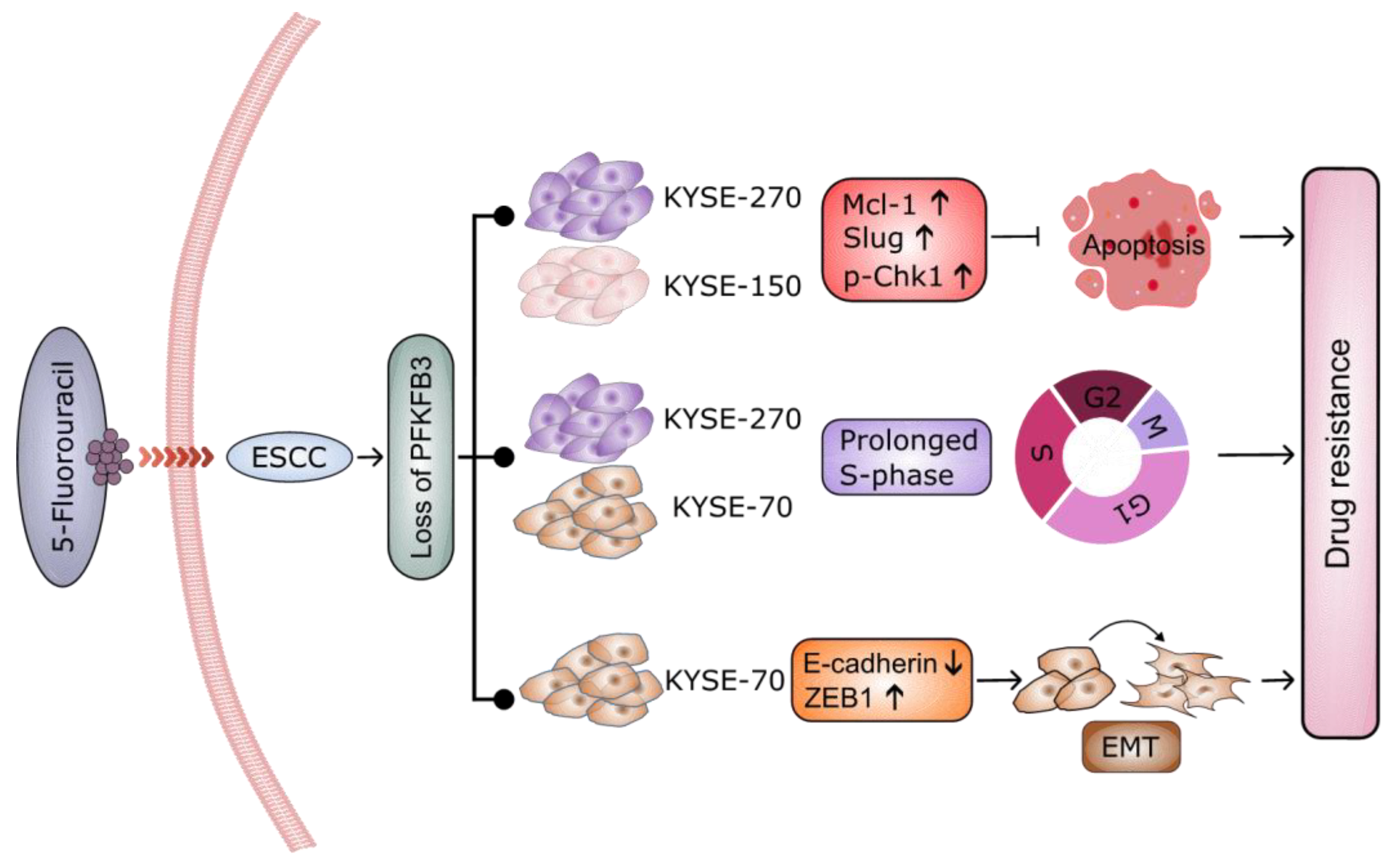 Cancers 17 01637 g006