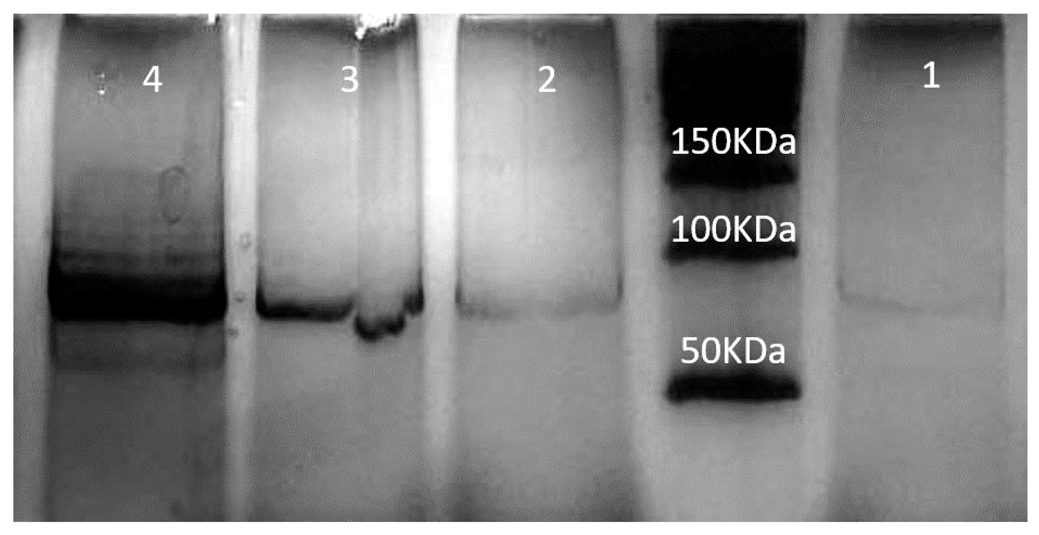 Cancers 17 01648 g004