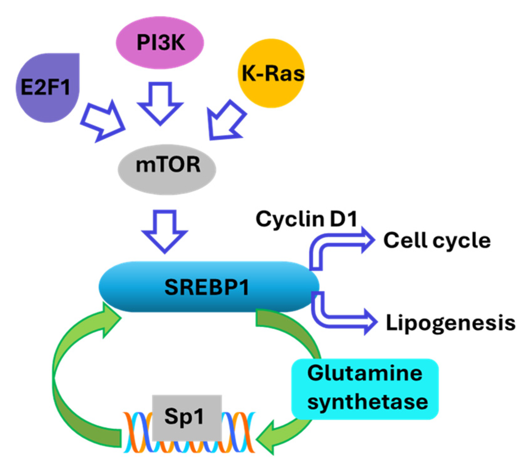 Cancers 17 01664 g003 Cancers 17 01664 g003