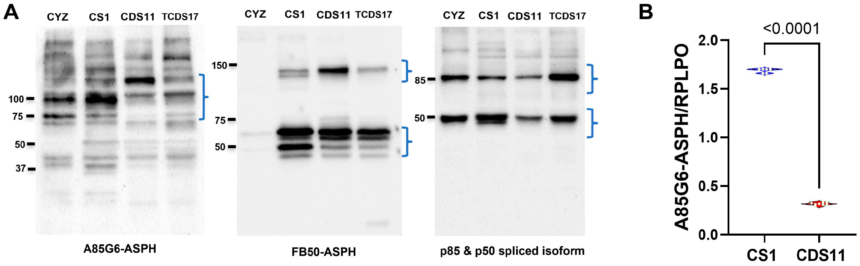 Cancers 17 01671 g003