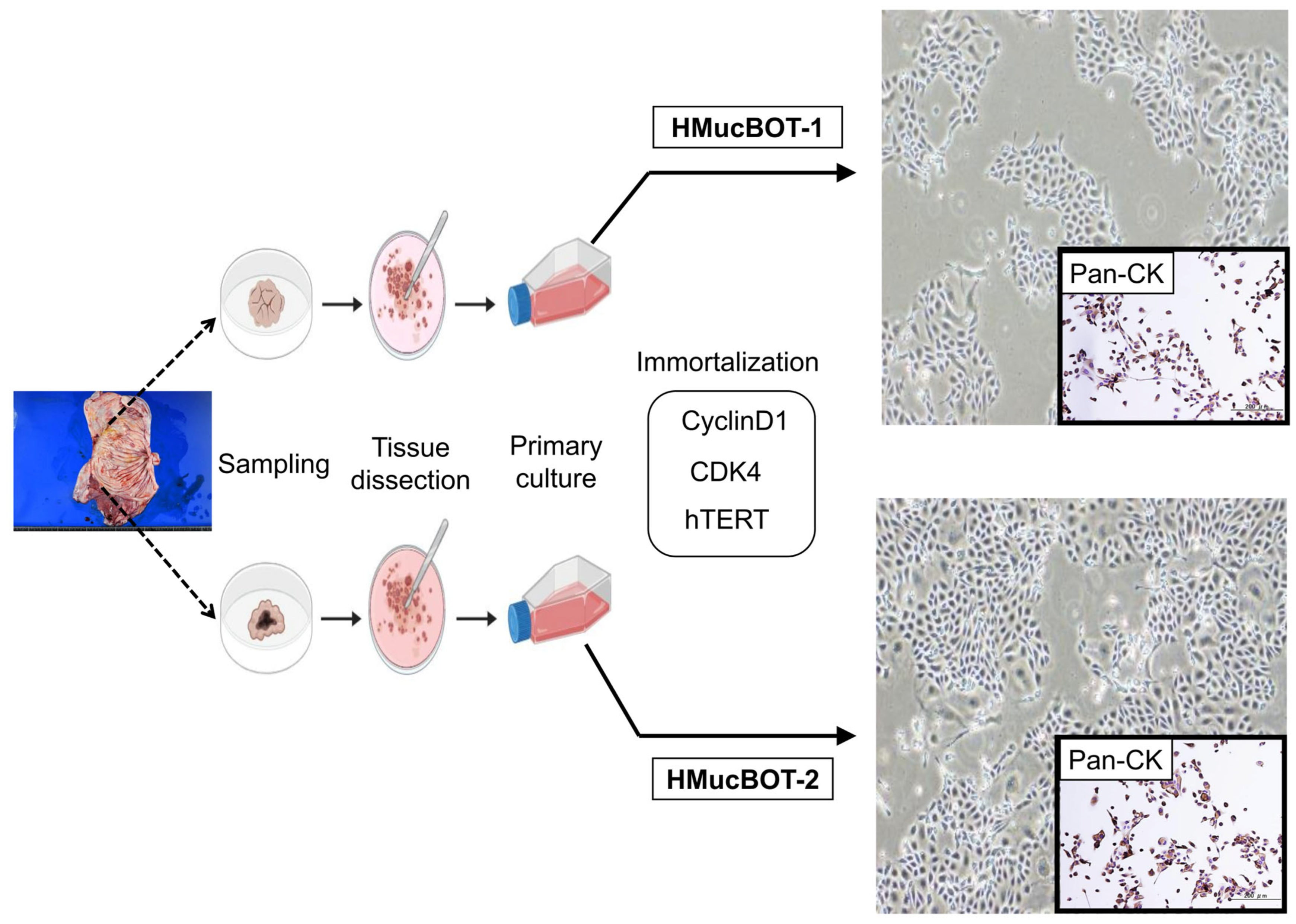 Cancers 17 01716 g002