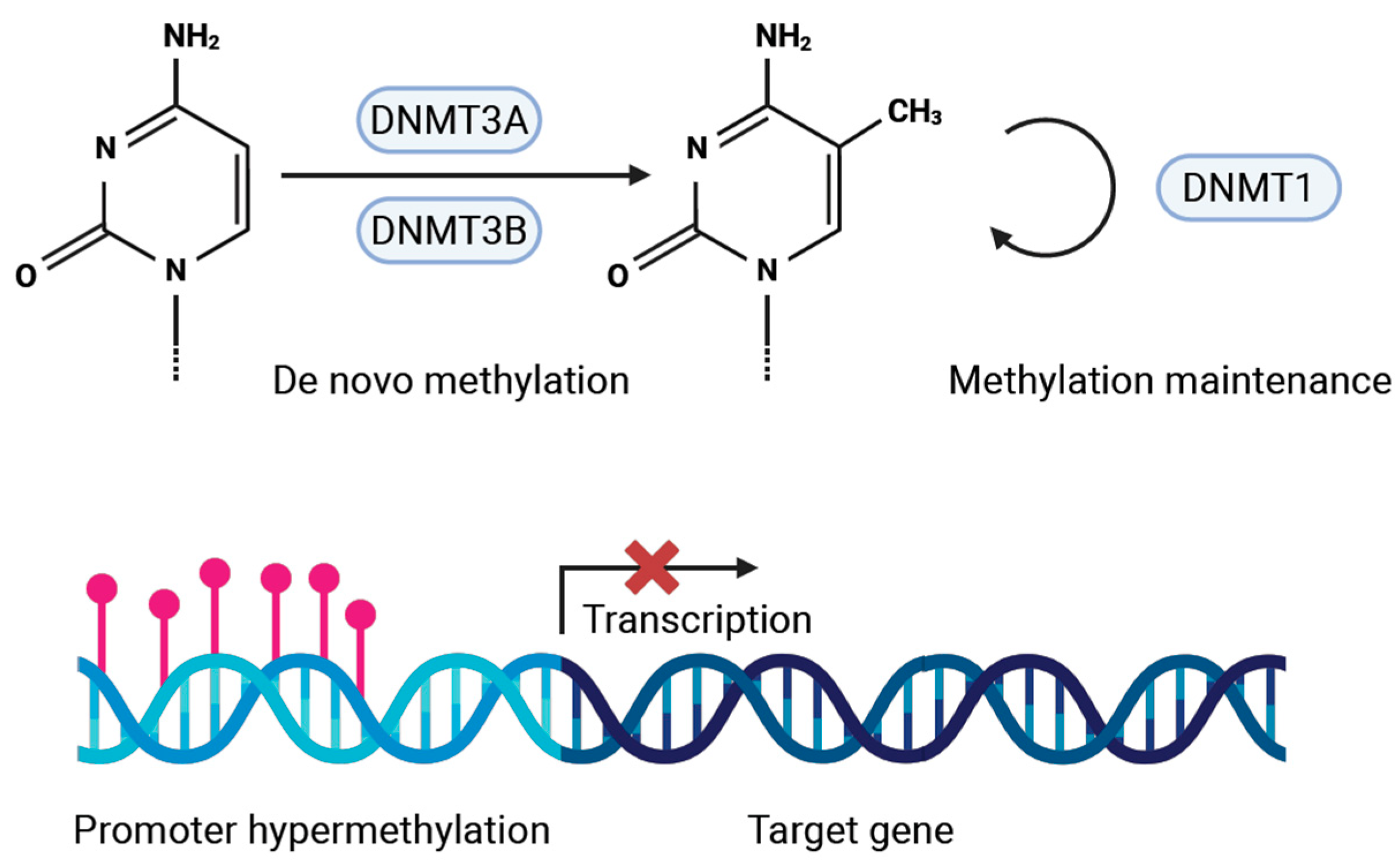 Cancers 17 01741 g001
