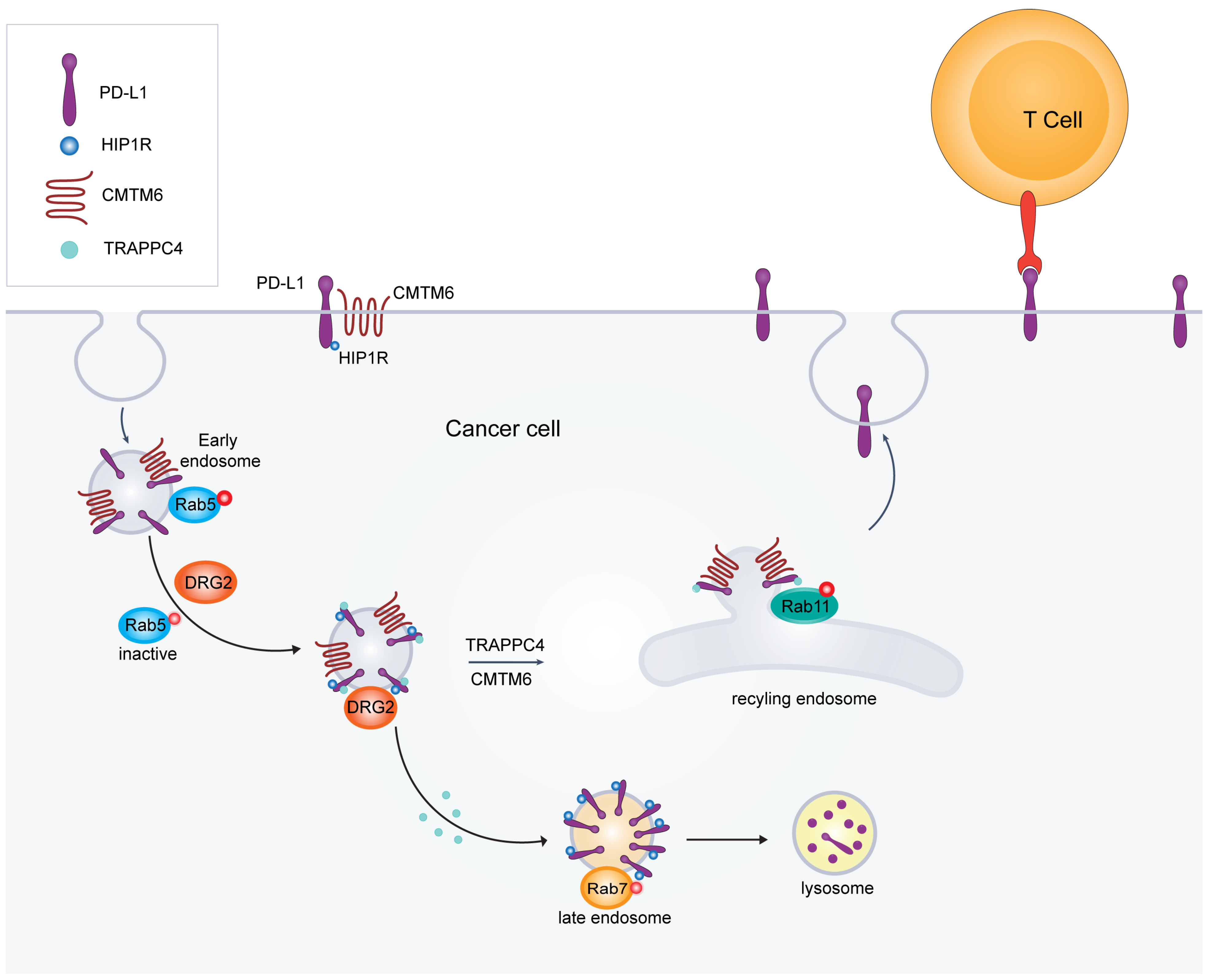 Cancers 17 01747 g004