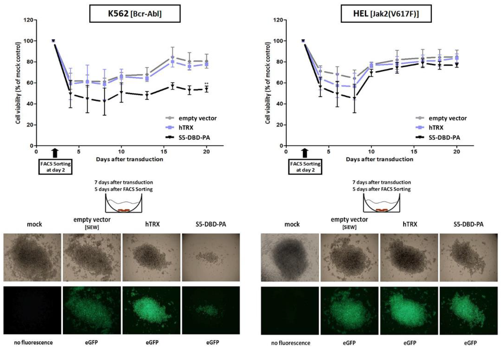 Cancers 17 01754 i001
