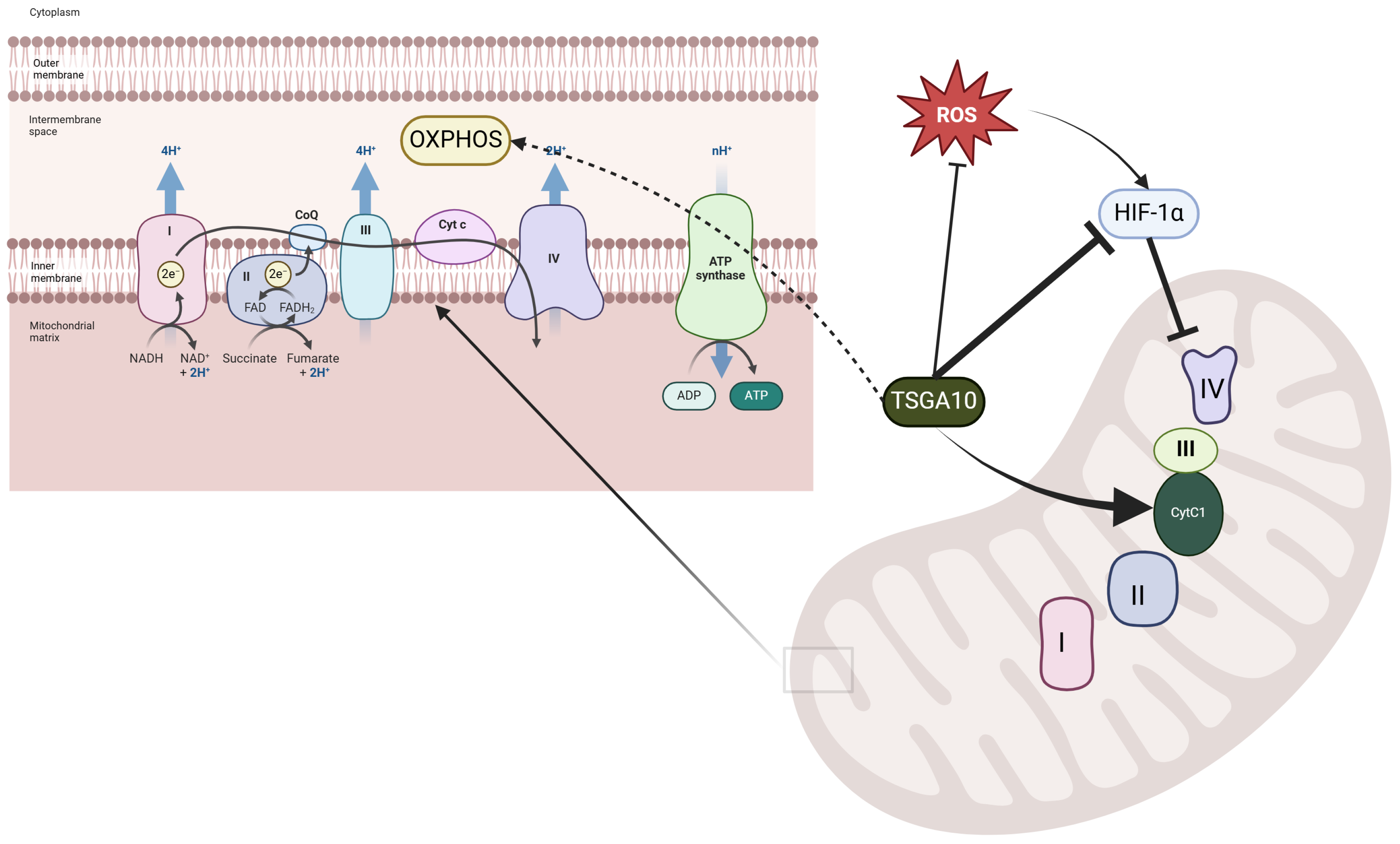 Cancers 17 01756 g003