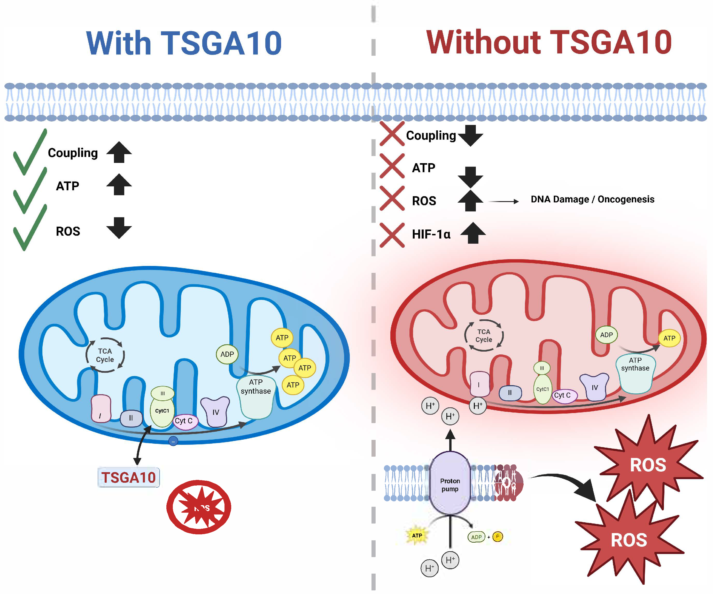 Cancers 17 01756 g005