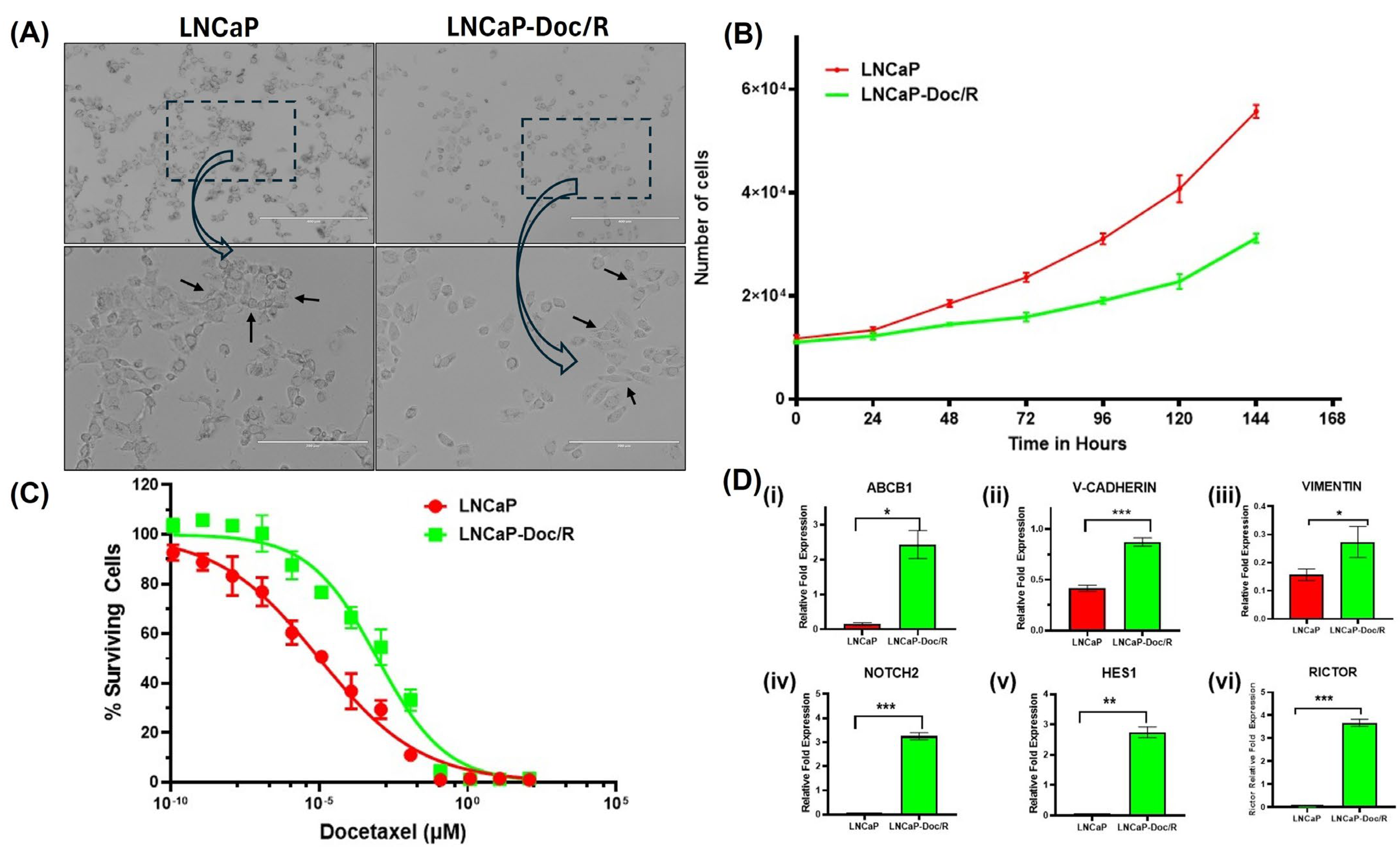 Cancers 17 01758 g001