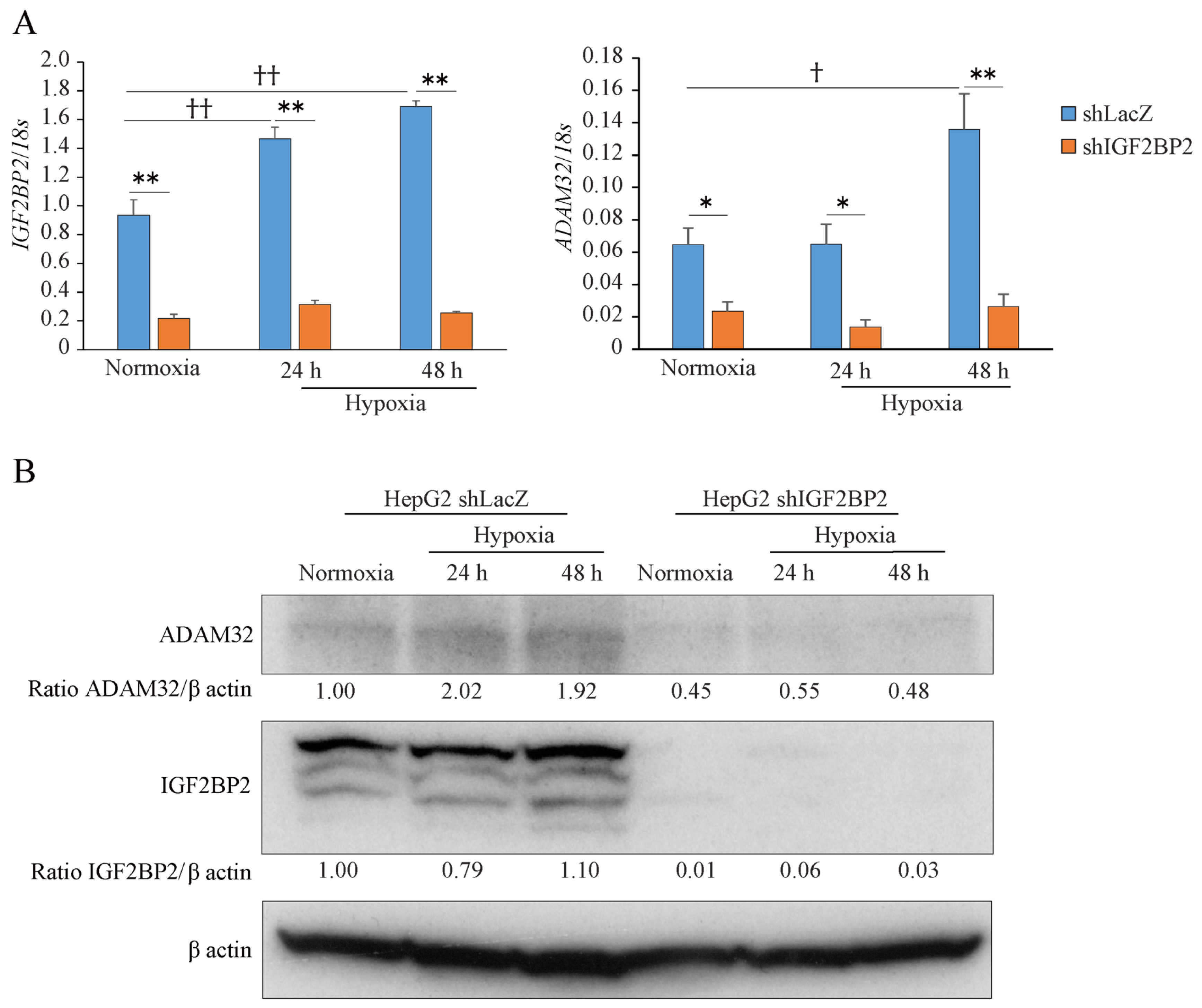 Cancers 17 01772 g005