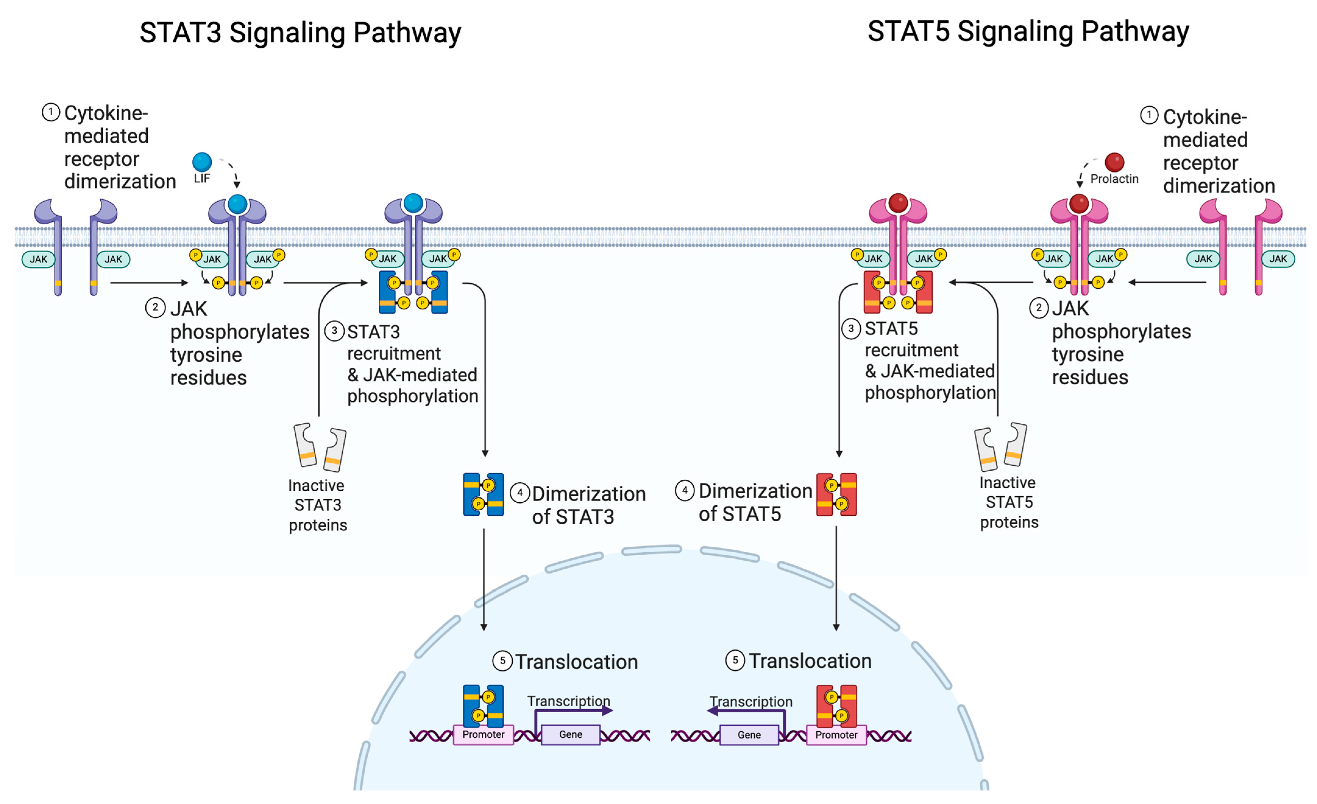 Cancers 17 01781 g001
