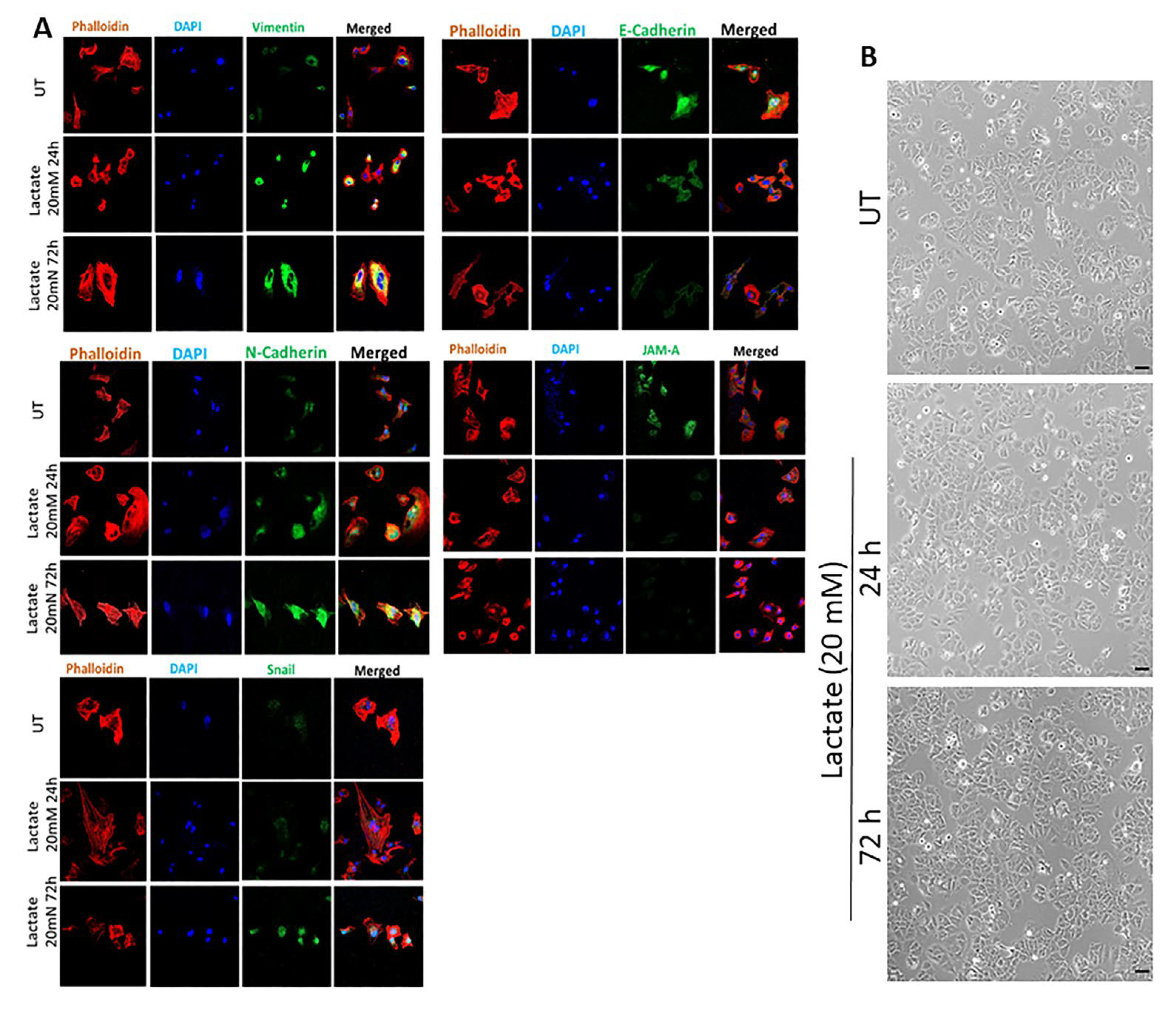 Cancers 17 01793 g001