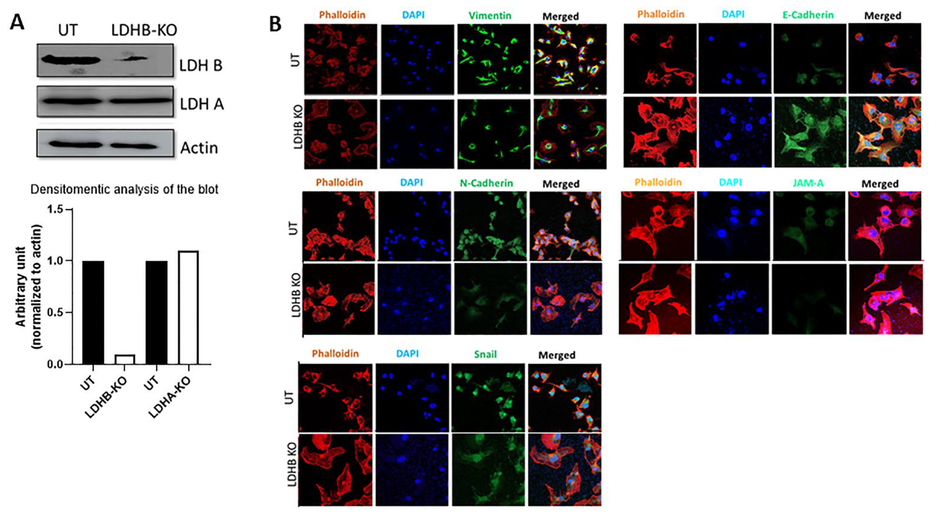 Cancers 17 01793 g002