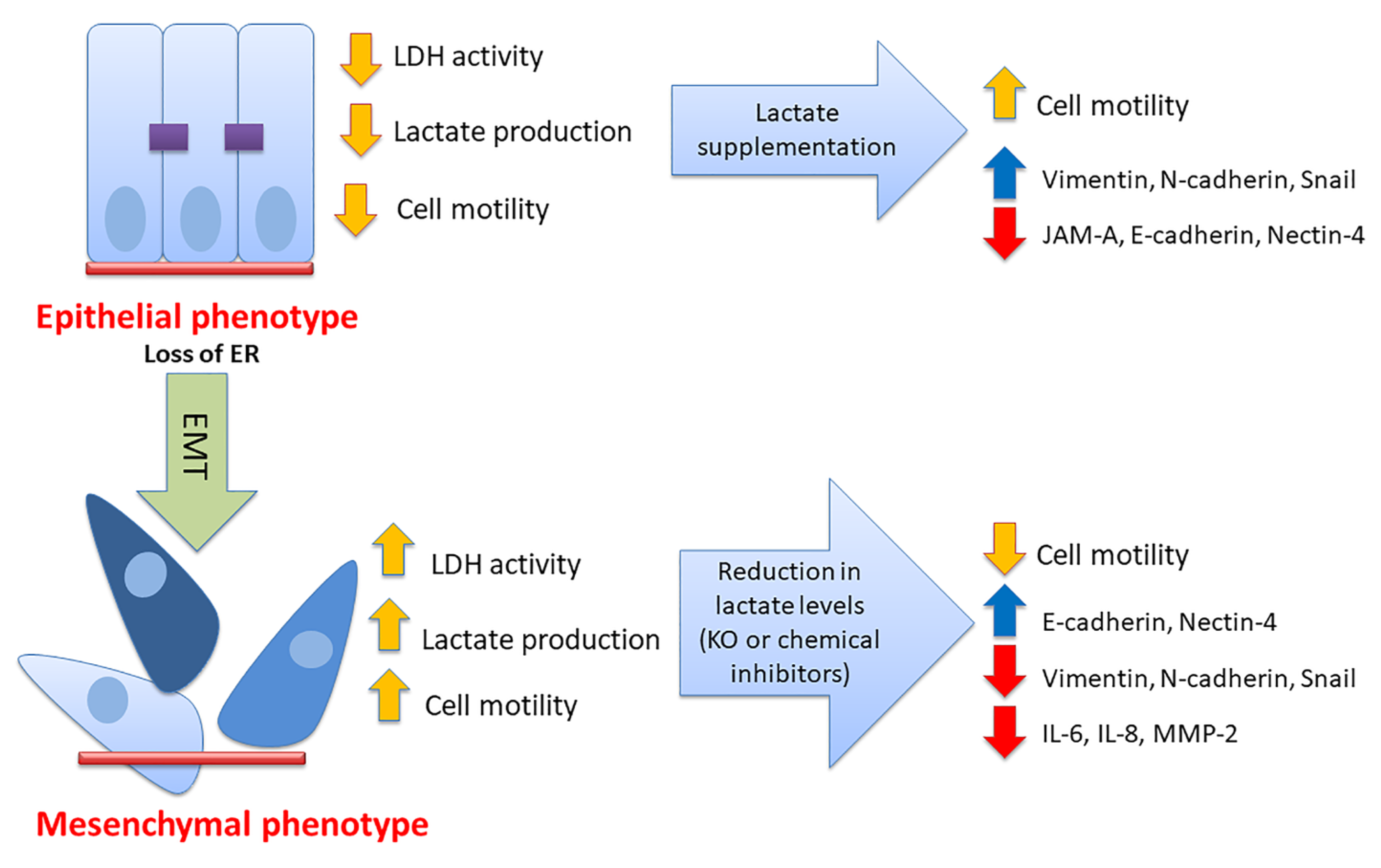 Cancers 17 01793 g006