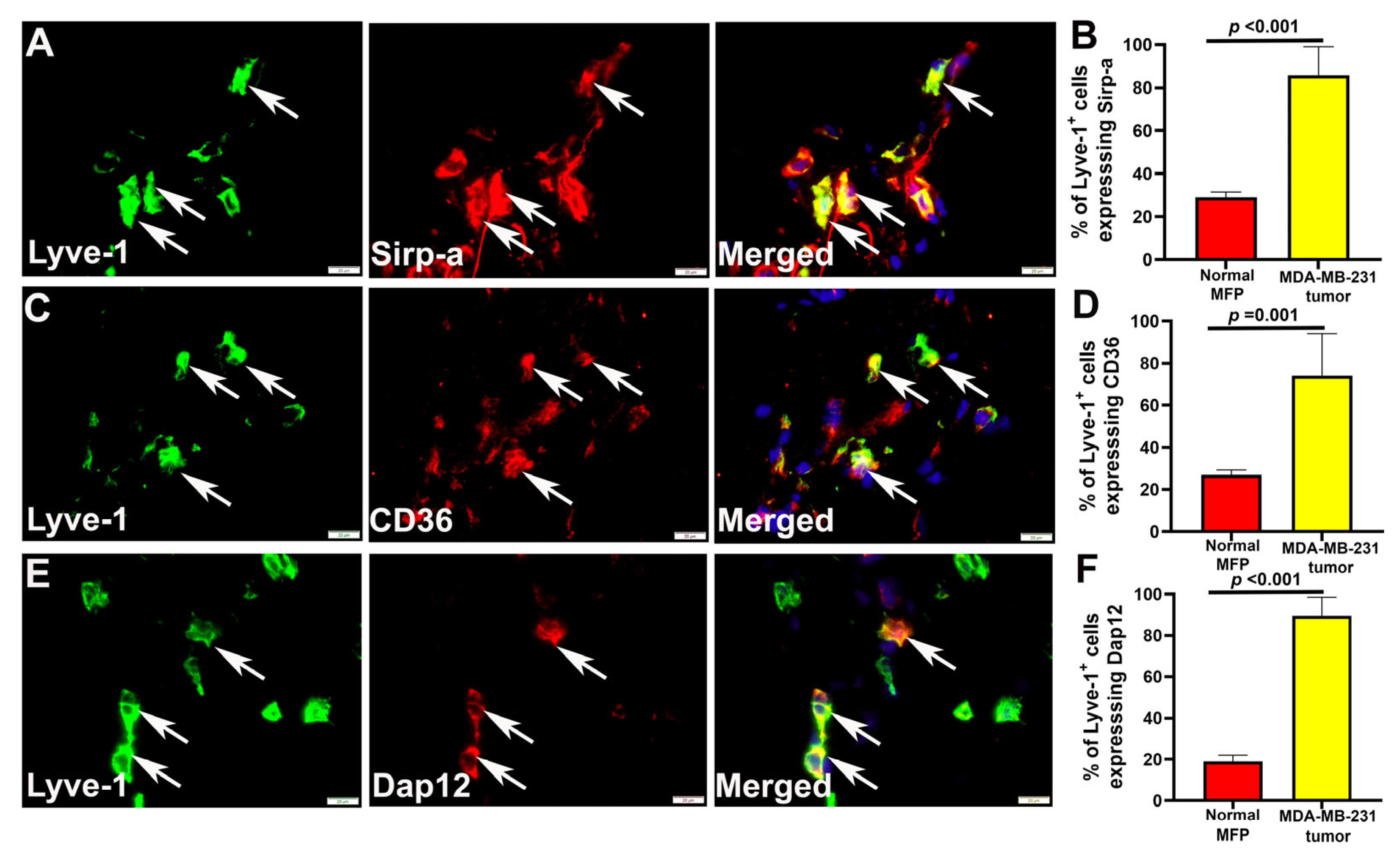 Cancers 17 01804 g003