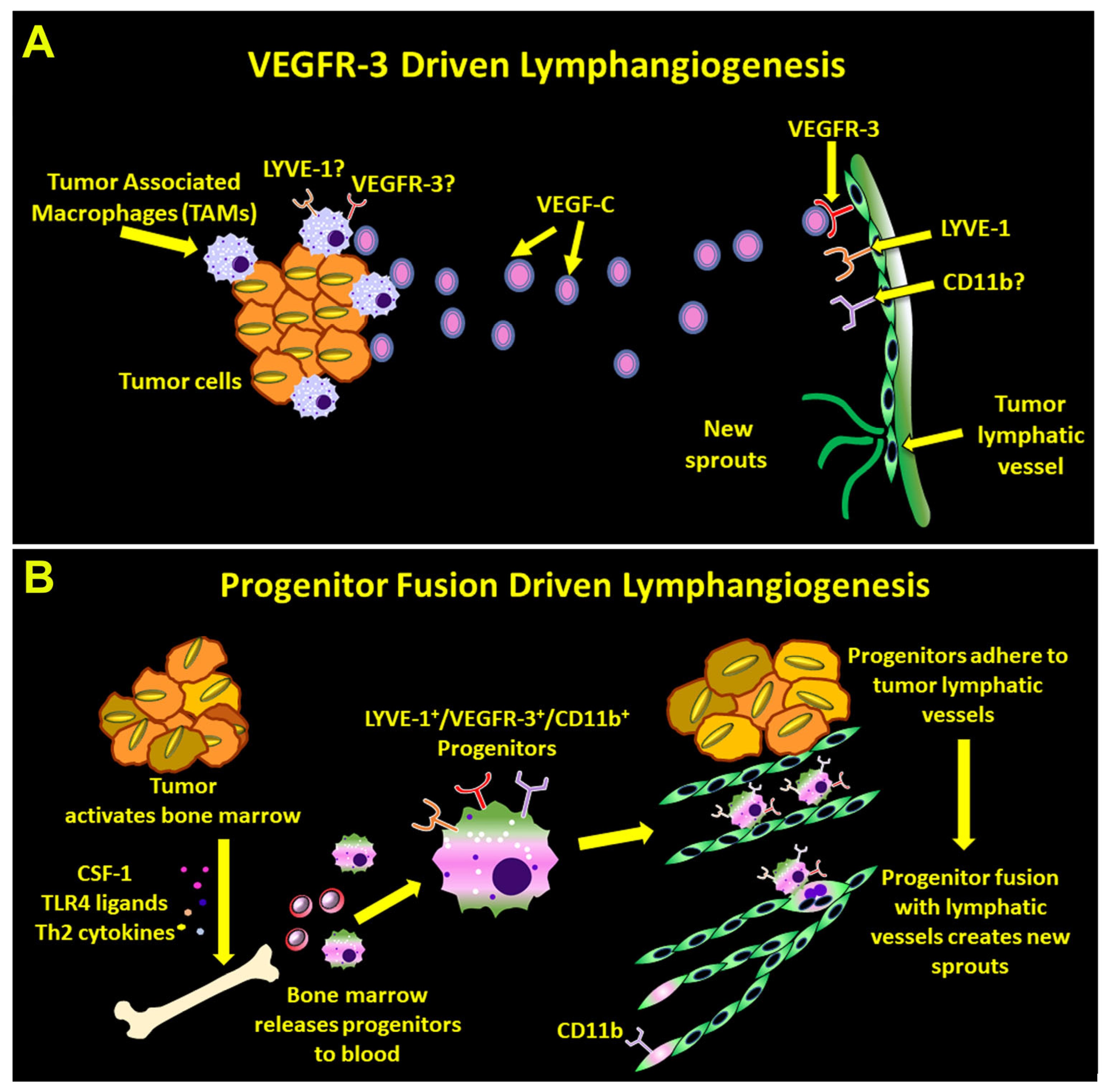 Cancers 17 01804 g010